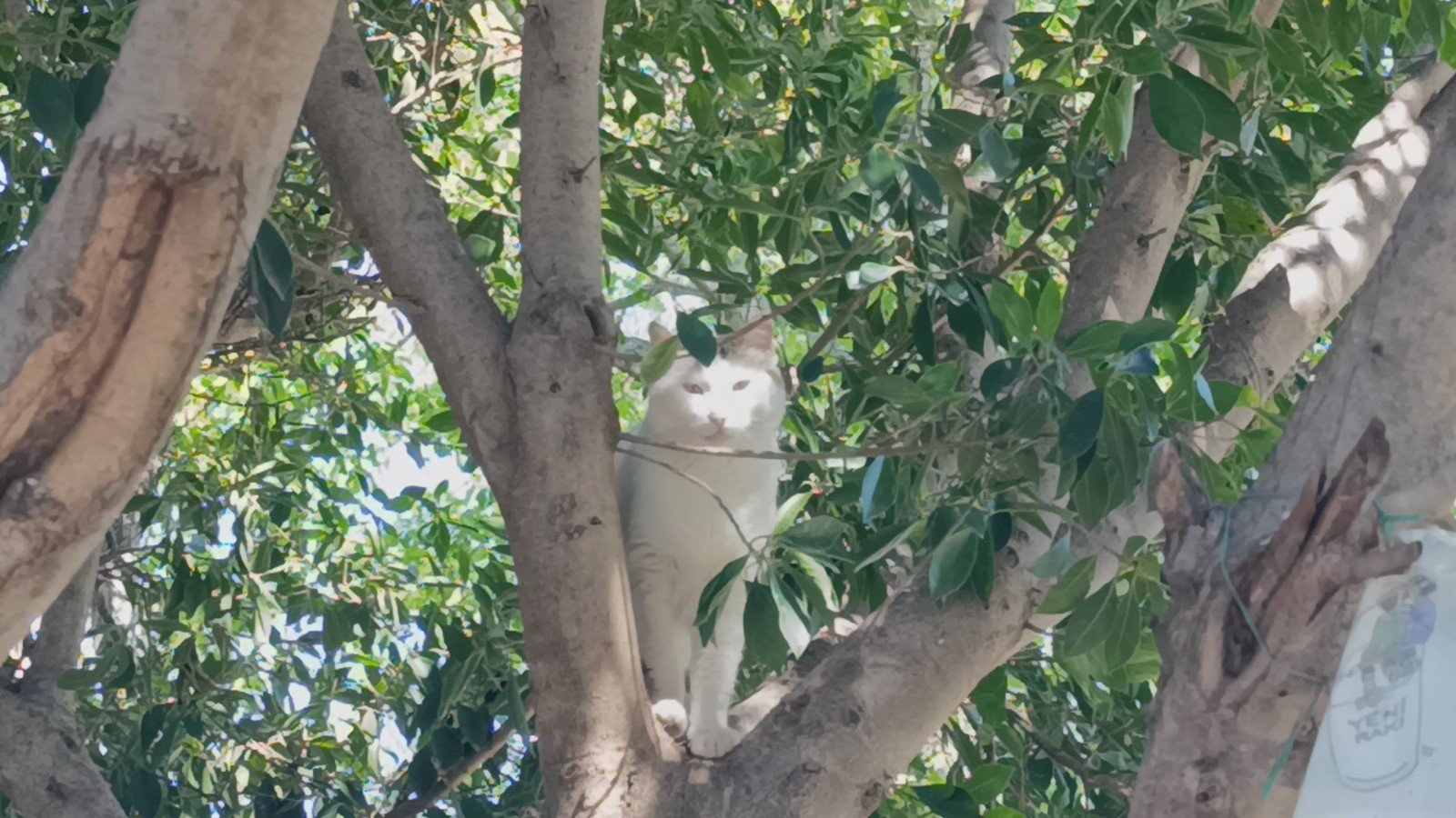 Antalya'da Evcil Köpek Sahibini Hastanelik Etti4