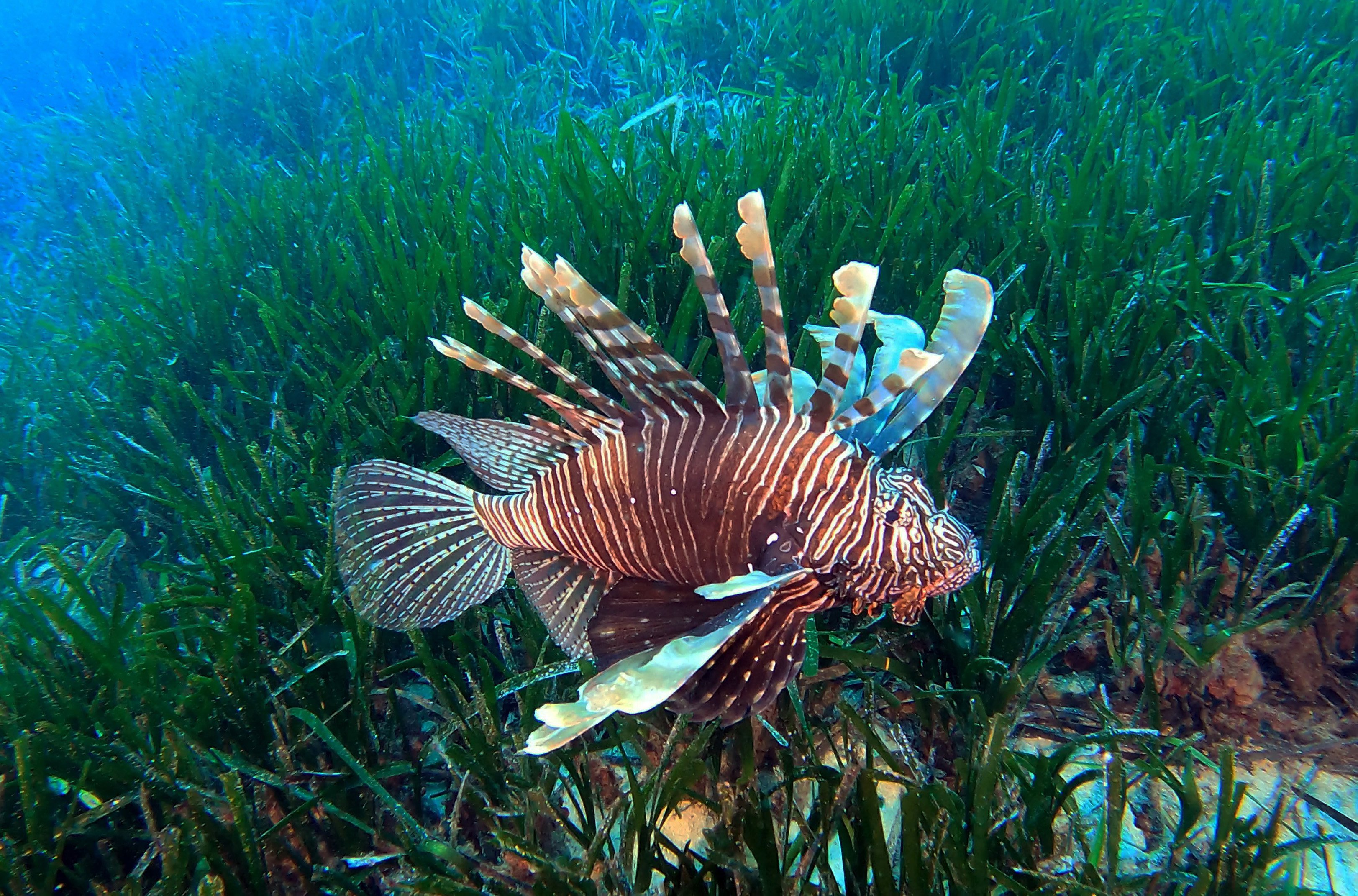 Istilaci Turler Besin Zinciri Antalya Akdeniz1