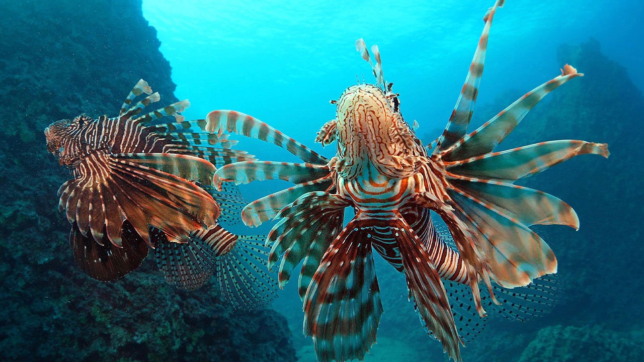 Istilaci Turler Besin Zinciri Antalya Akdeniz7