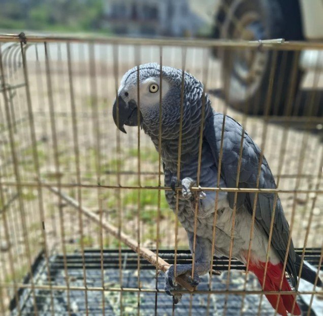 Jako Papaganina El Konuldu Antalya3