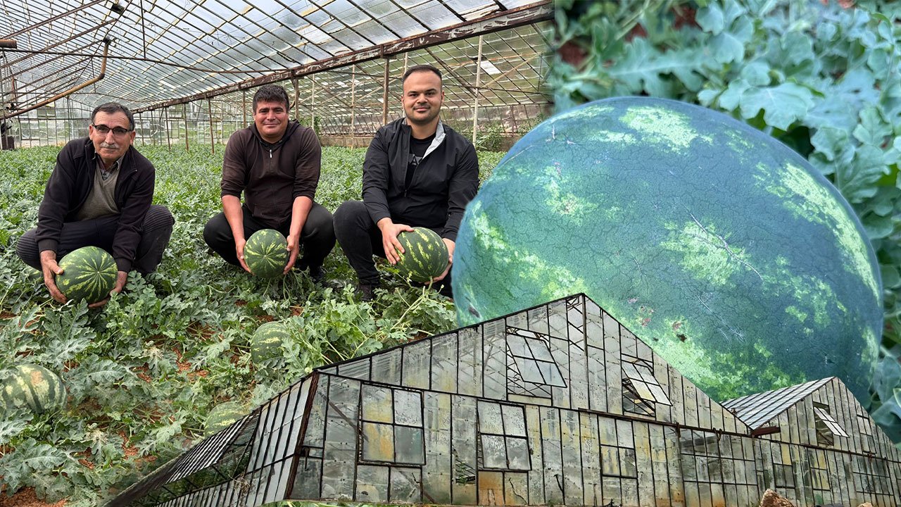 Antalya'da hasat heyecanı: Karpuzlar tezgahlara iniyor