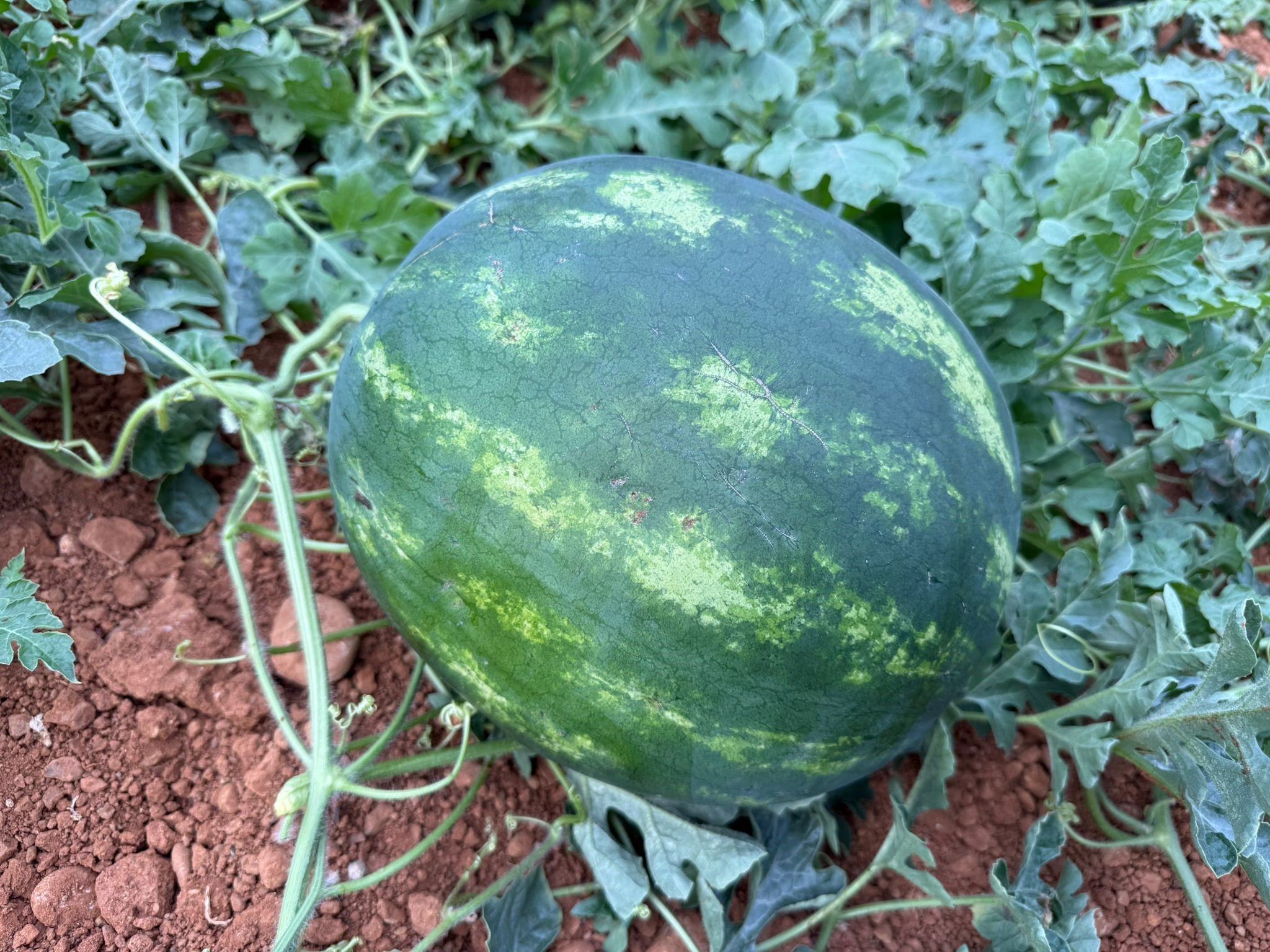 Karpuz Hasadı Serik3