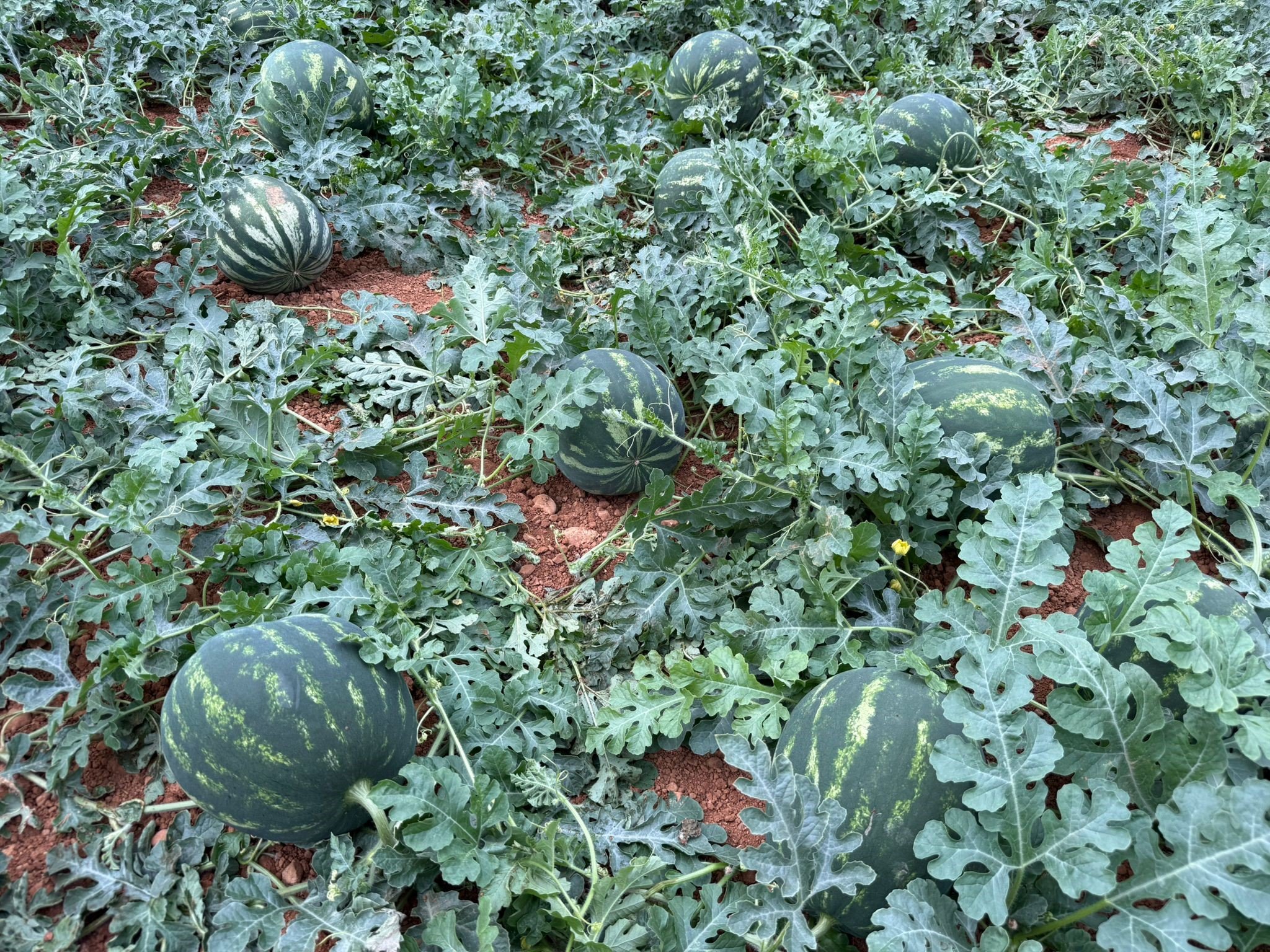 Karpuz Hasadı Serik4