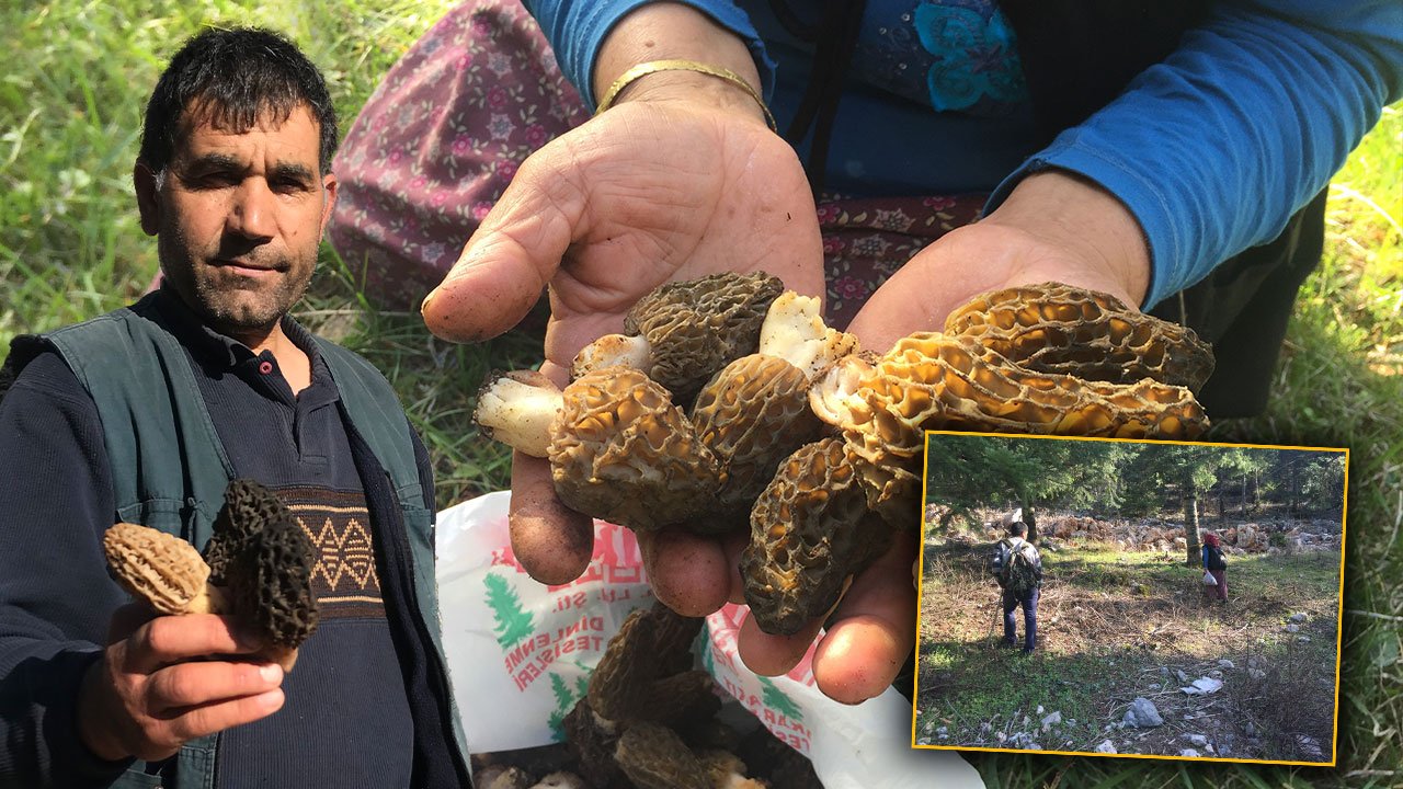 Antalya'da altın değerinde mantar: Kilosu bin 500 liradan satılıyor