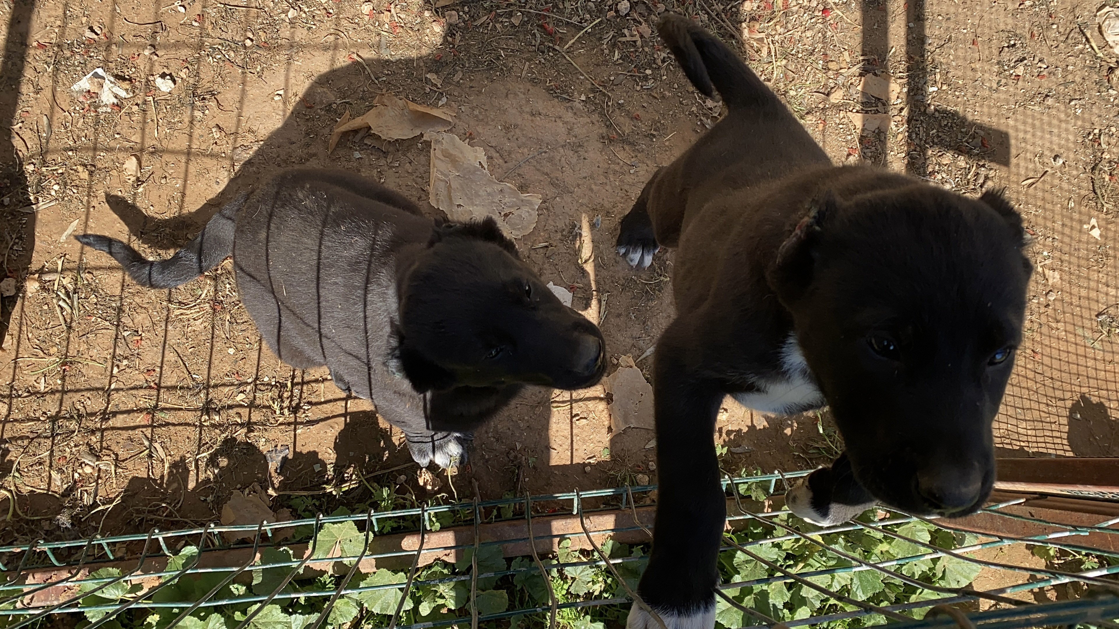 Yavru Köpeklerin Kulaklarını Kesip Satan Üreticiye Ceza.1