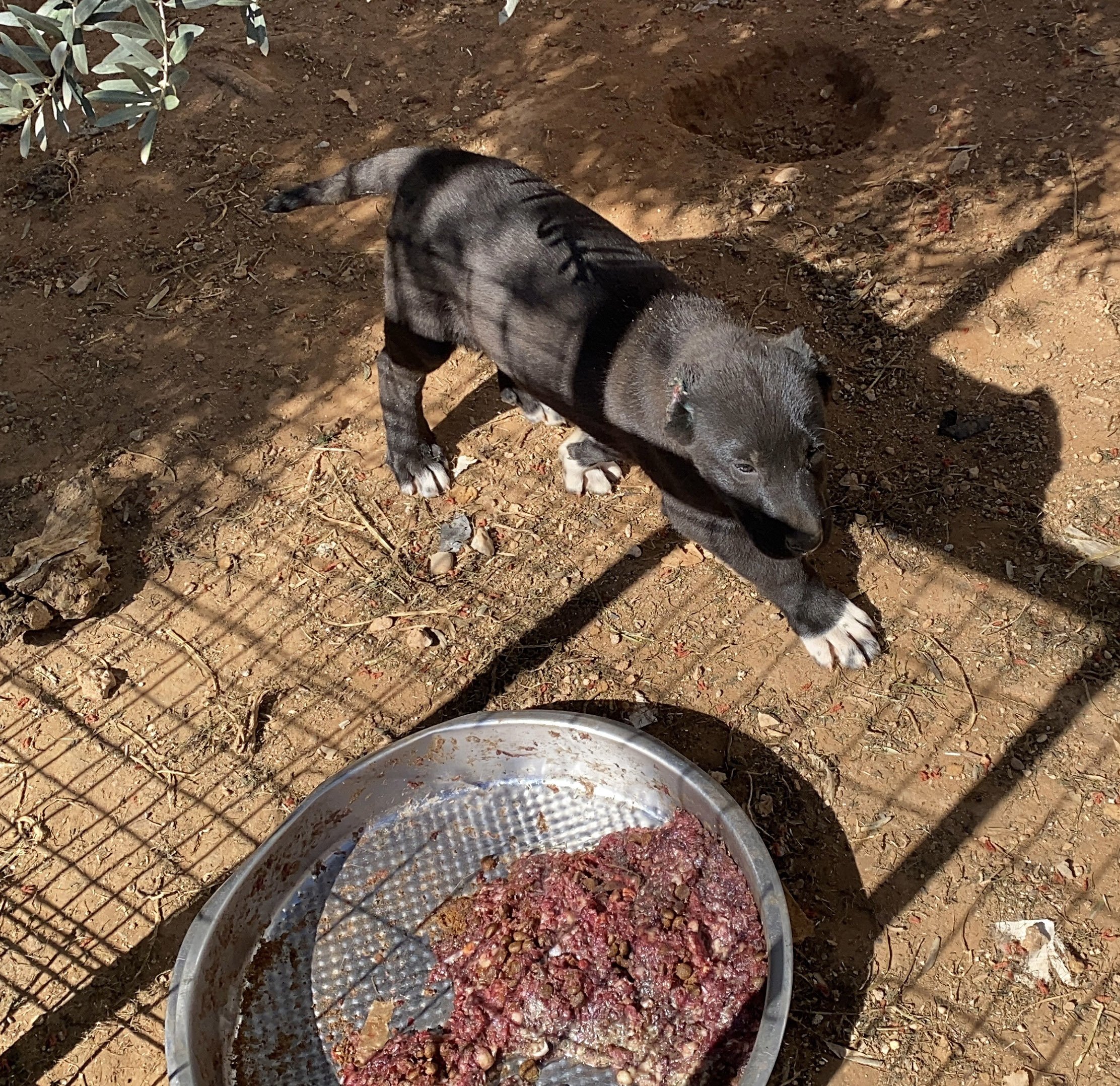 Yavru Köpeklerin Kulaklarını Kesip Satan Üreticiye Ceza.3