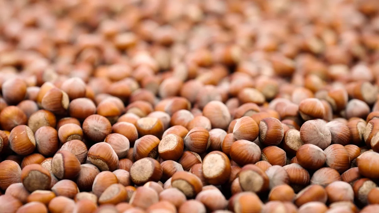 16 Nisan 2026 Perşembe fındık fiyatları ne kadar? İl il fındık fiyatları