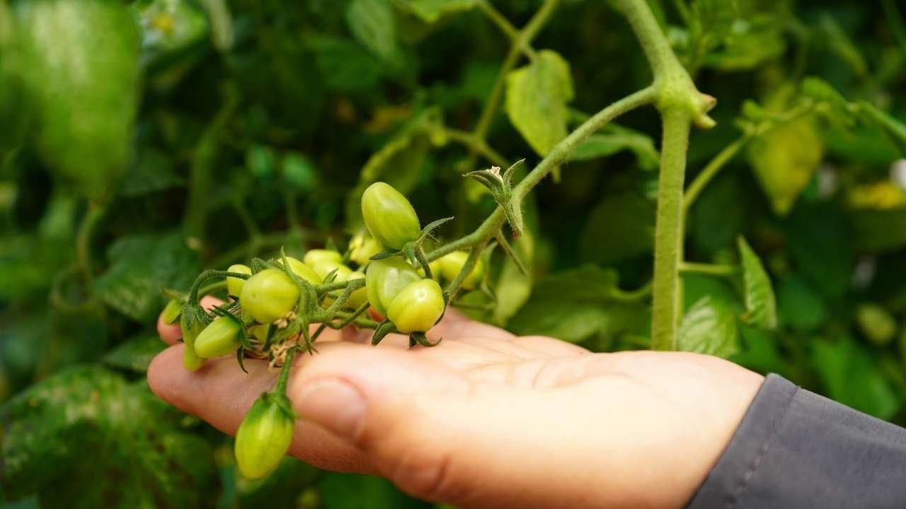 Psikiyatri Hastaları