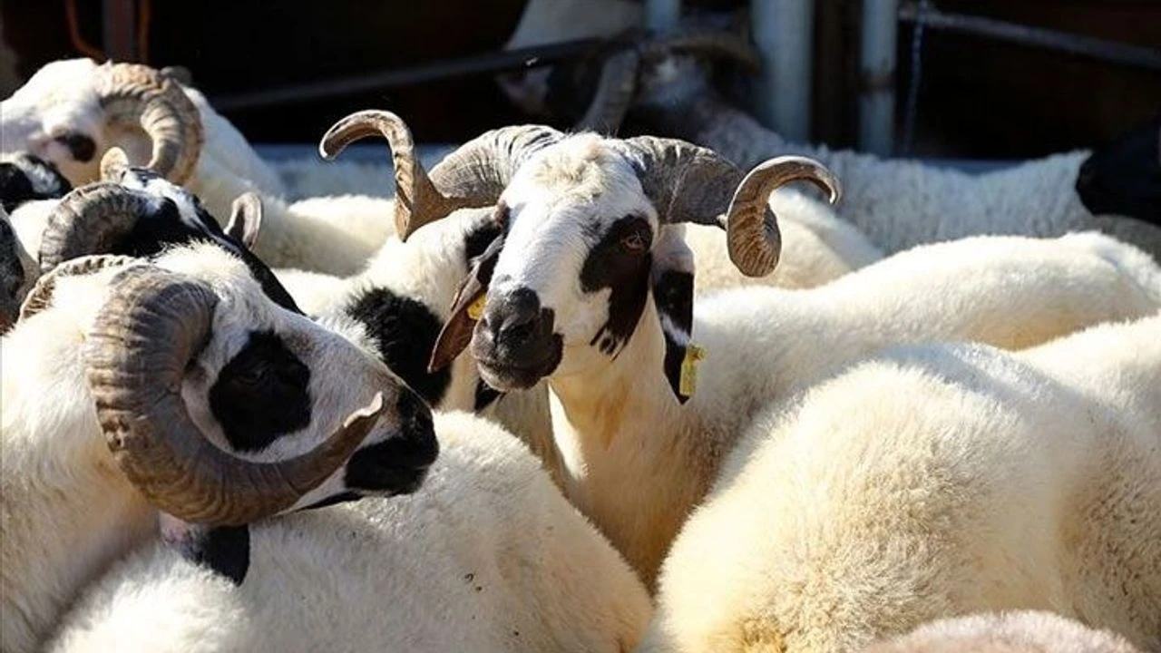 2026 Kurban bayramı ne zaman? Kurban Bayramı tatili kaç gün?