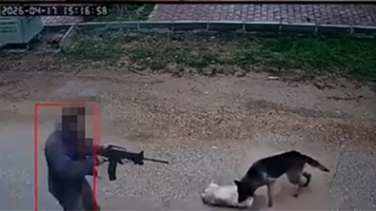 Sokak Köpeklerine Ateş Etti Antalya.jpg2