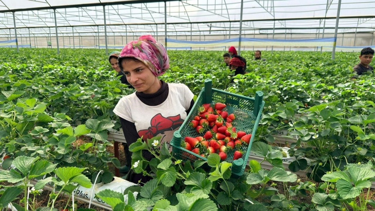 Topraksız Tarım Serik2