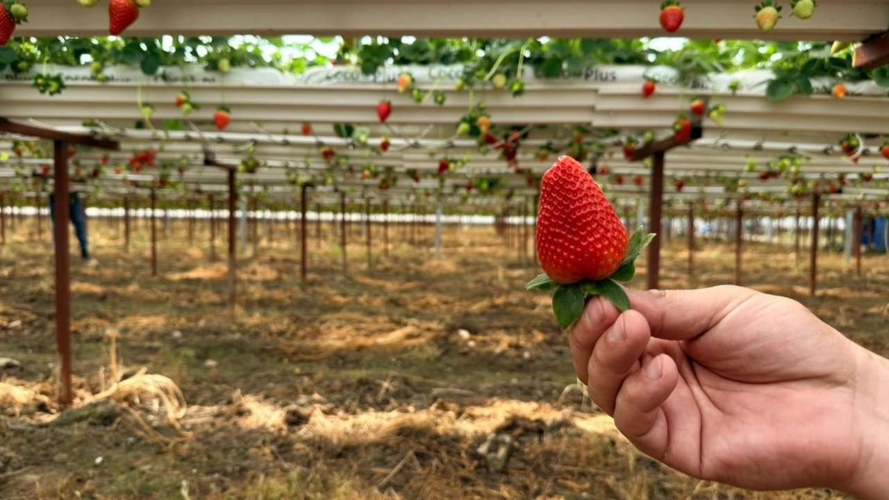 Topraksız Tarım Serik3