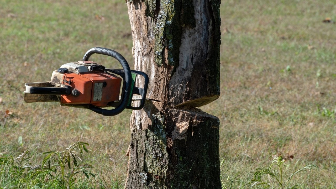 Antalya'da kesim sırasında üzerine ağaç devrilen adam hayatını kaybetti!