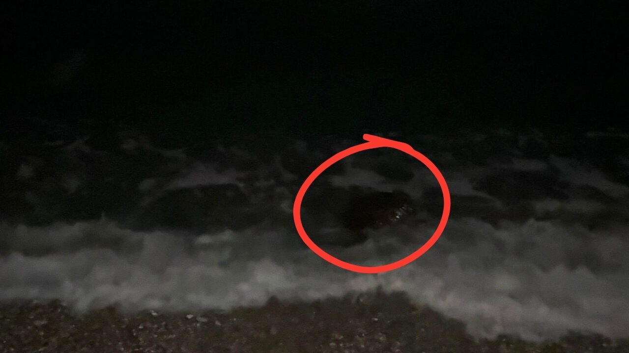 Caretta Caretta2