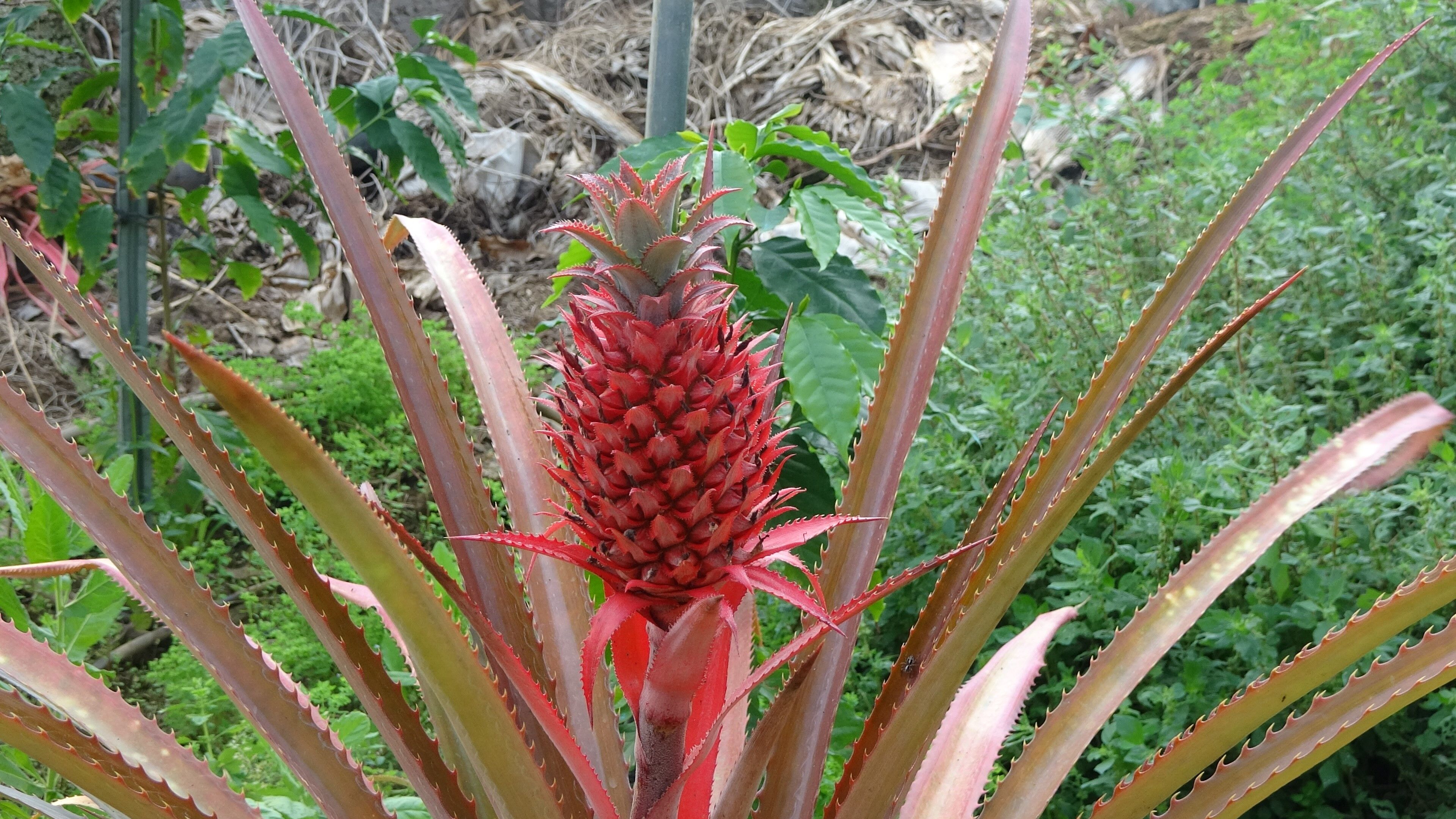 Alanya Ananas Uretimi2