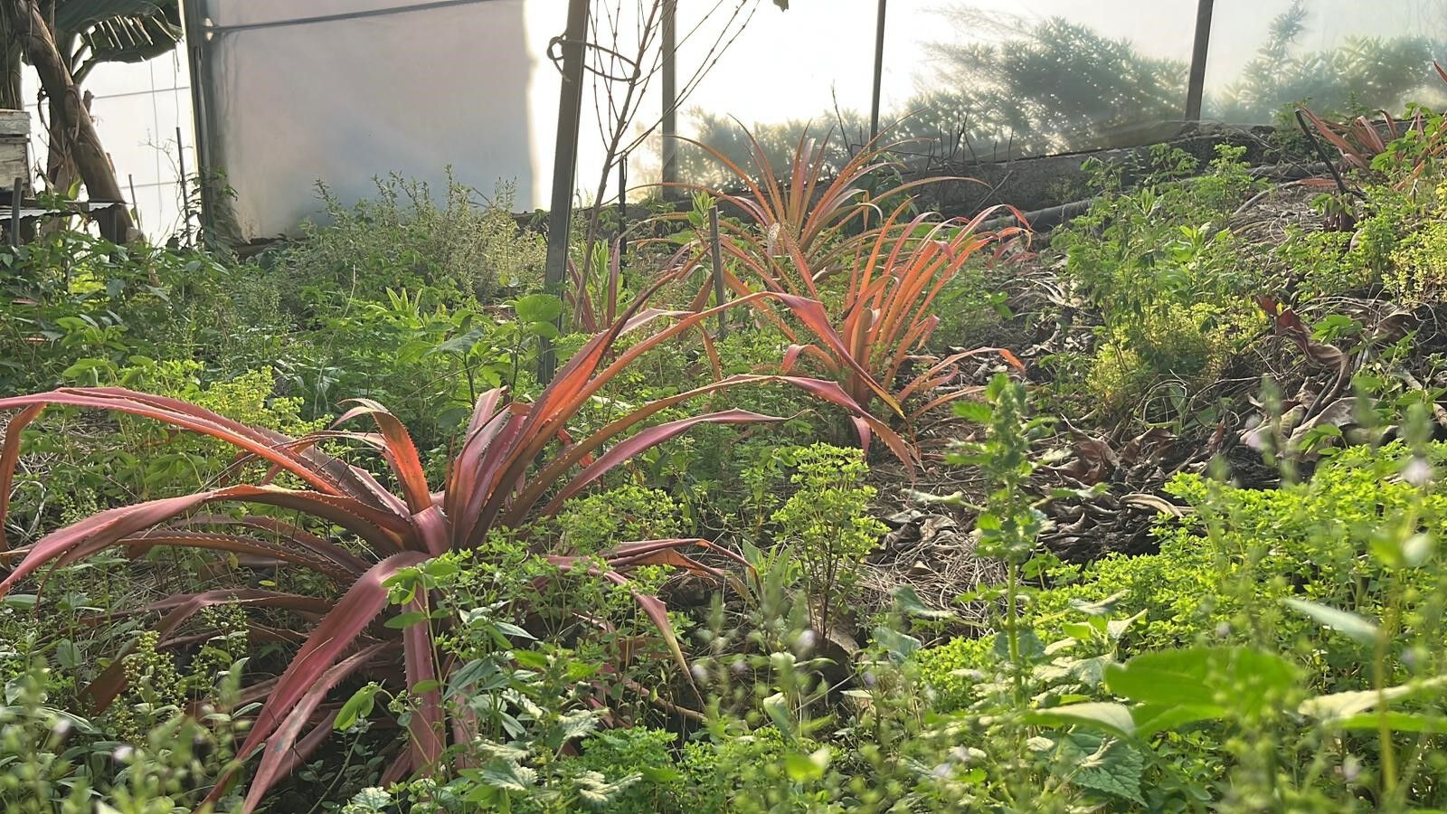 Alanya Ananas Uretimi4