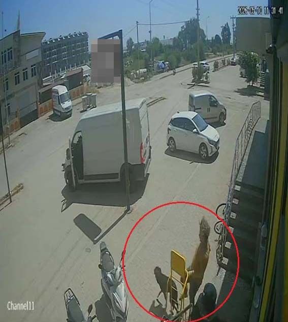 Antalya'da Kediyi Ezip, Köpeği Tekmeleyen Şahıs Gözaltına Alındı1
