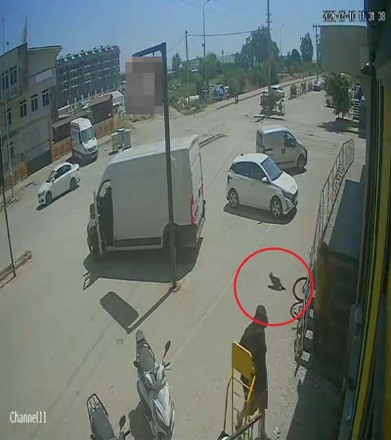 Antalya'da Kediyi Ezip, Köpeği Tekmeleyen Şahıs Gözaltına Alındı3