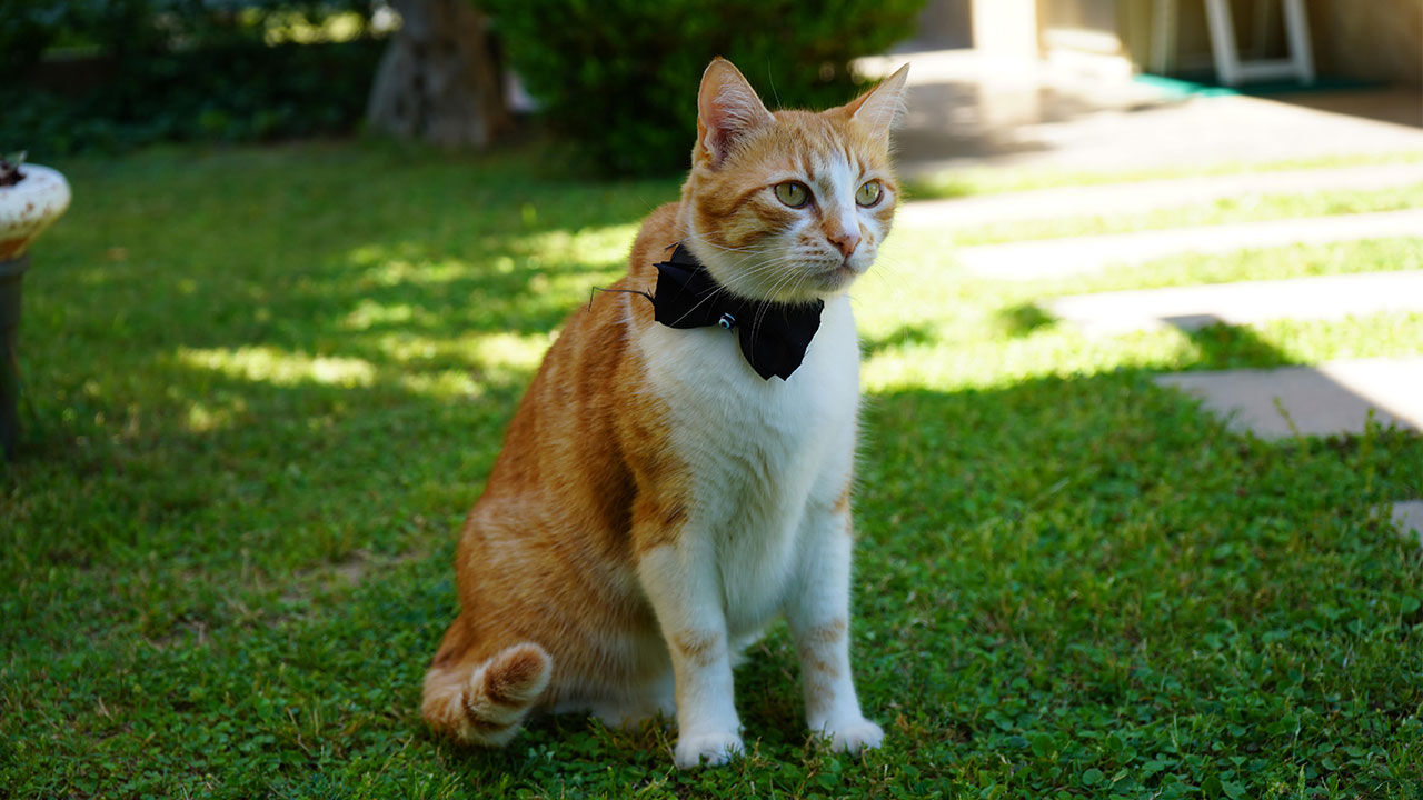 Foca Isimli Kedi Hayatlarini Degistirdi2