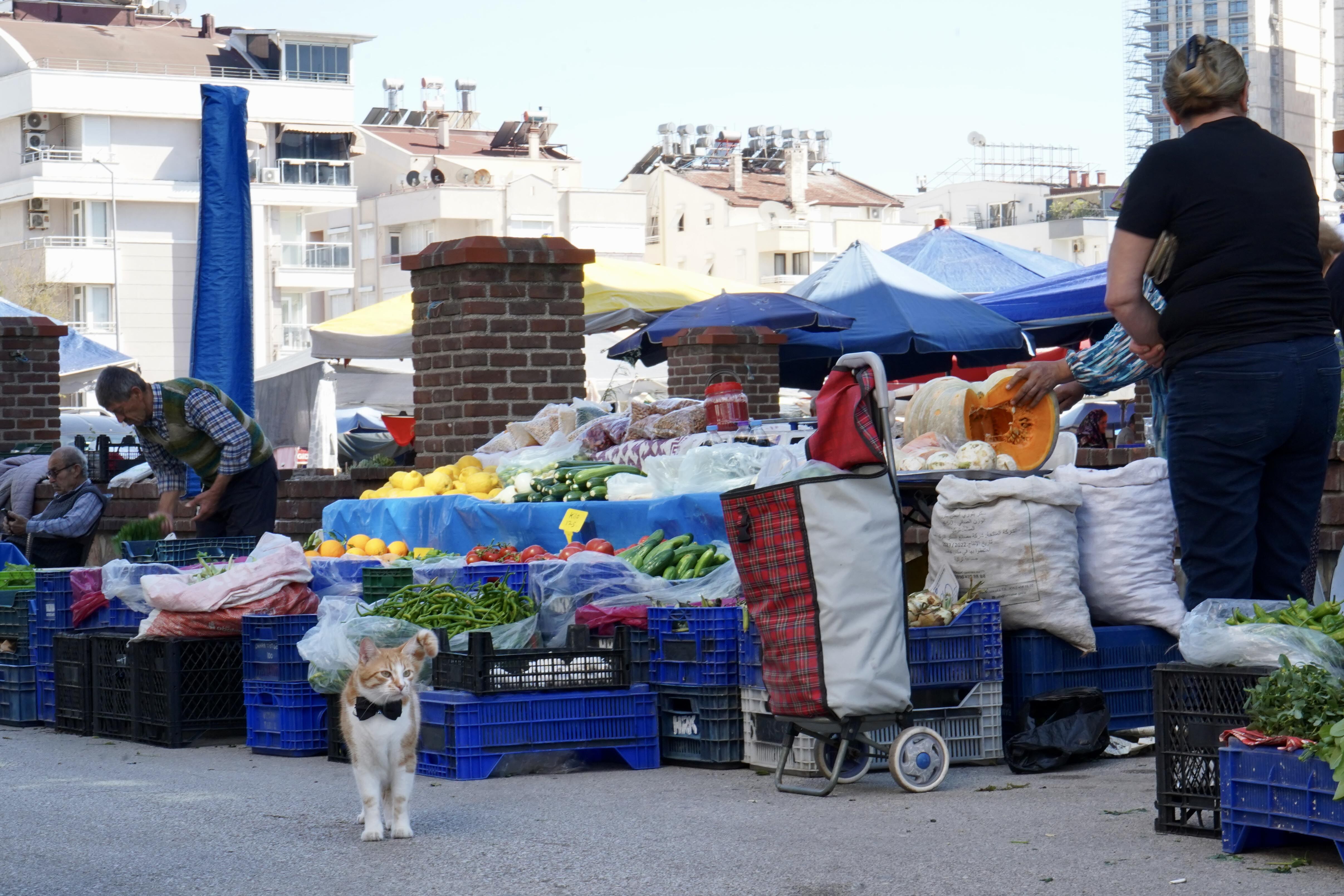 Foca Isimli Kedi Hayatlarini Degistirdi4