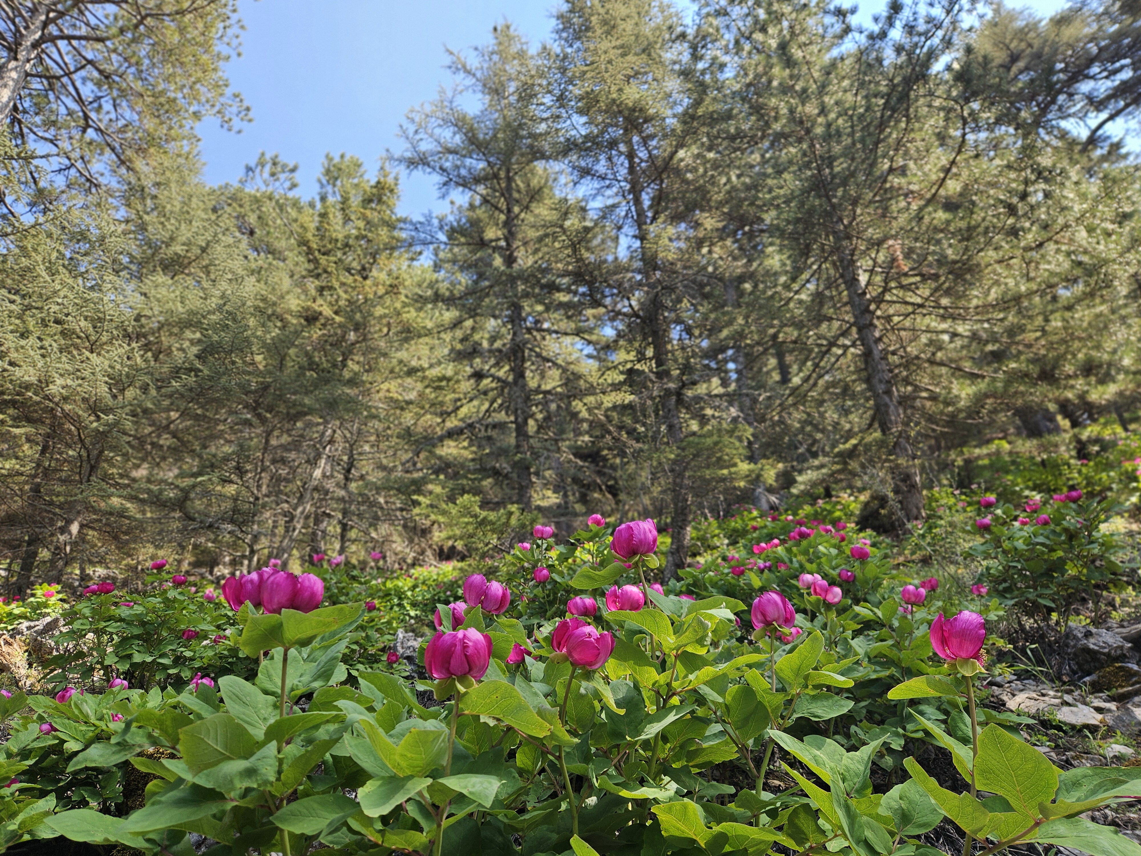 Şakayık Likya Yolu