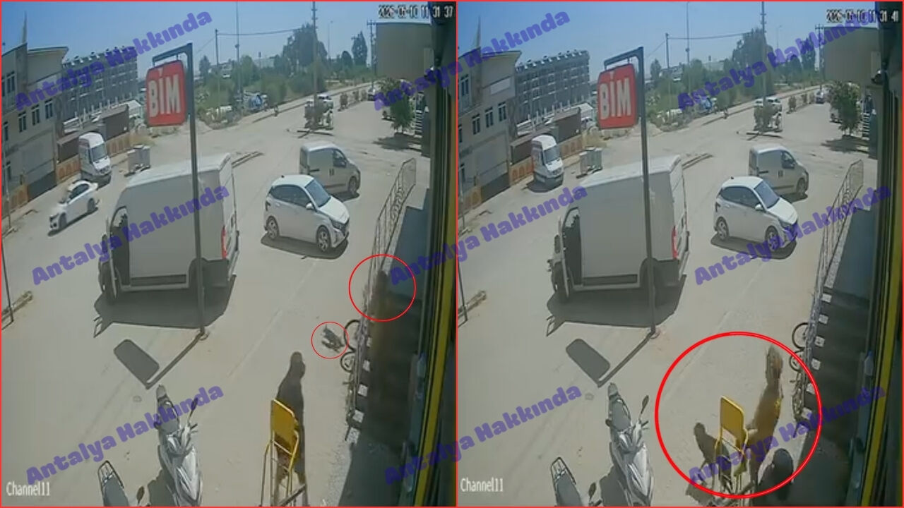 Antalya’da kediyi ezip köpeği teklemedi! O anlar kamerada