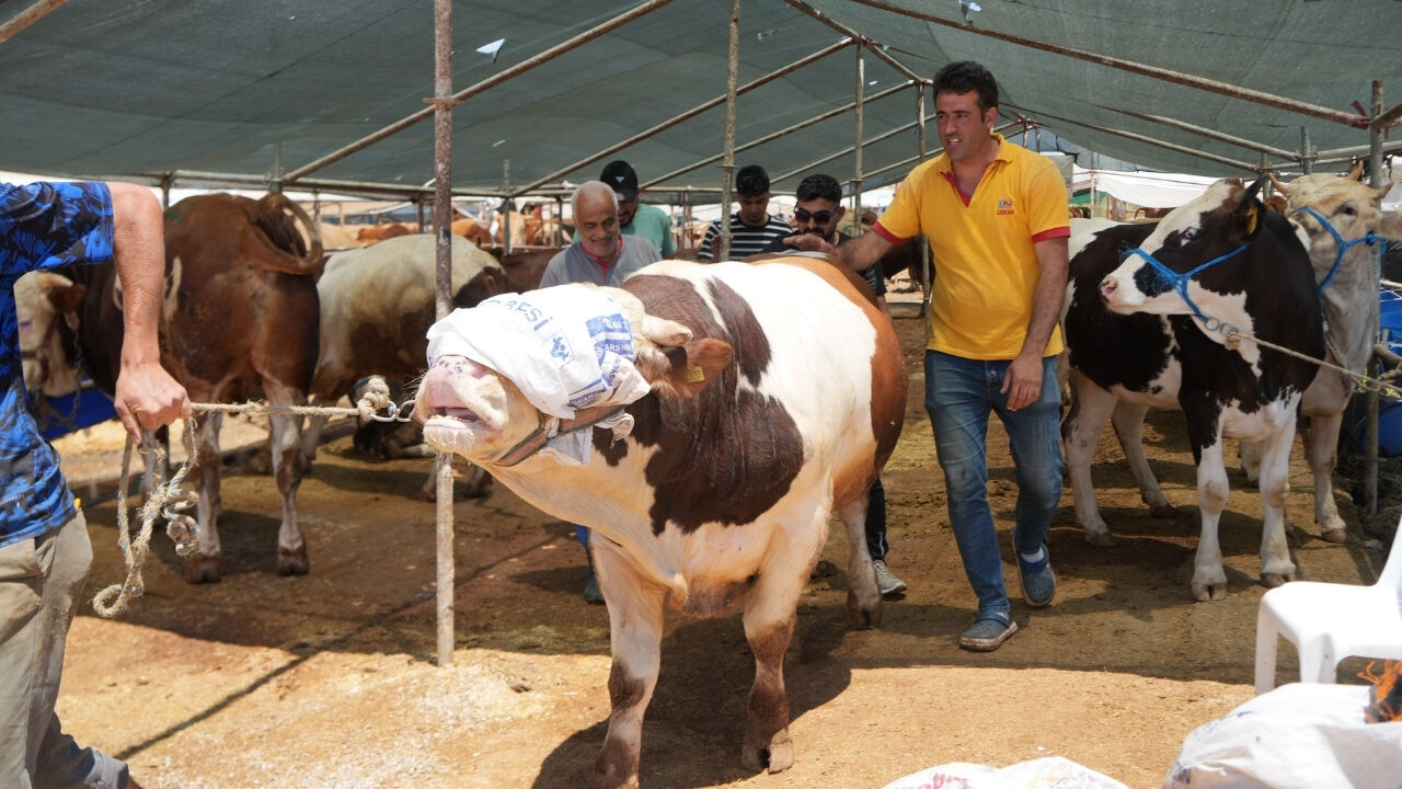 Kurban Pazarı2