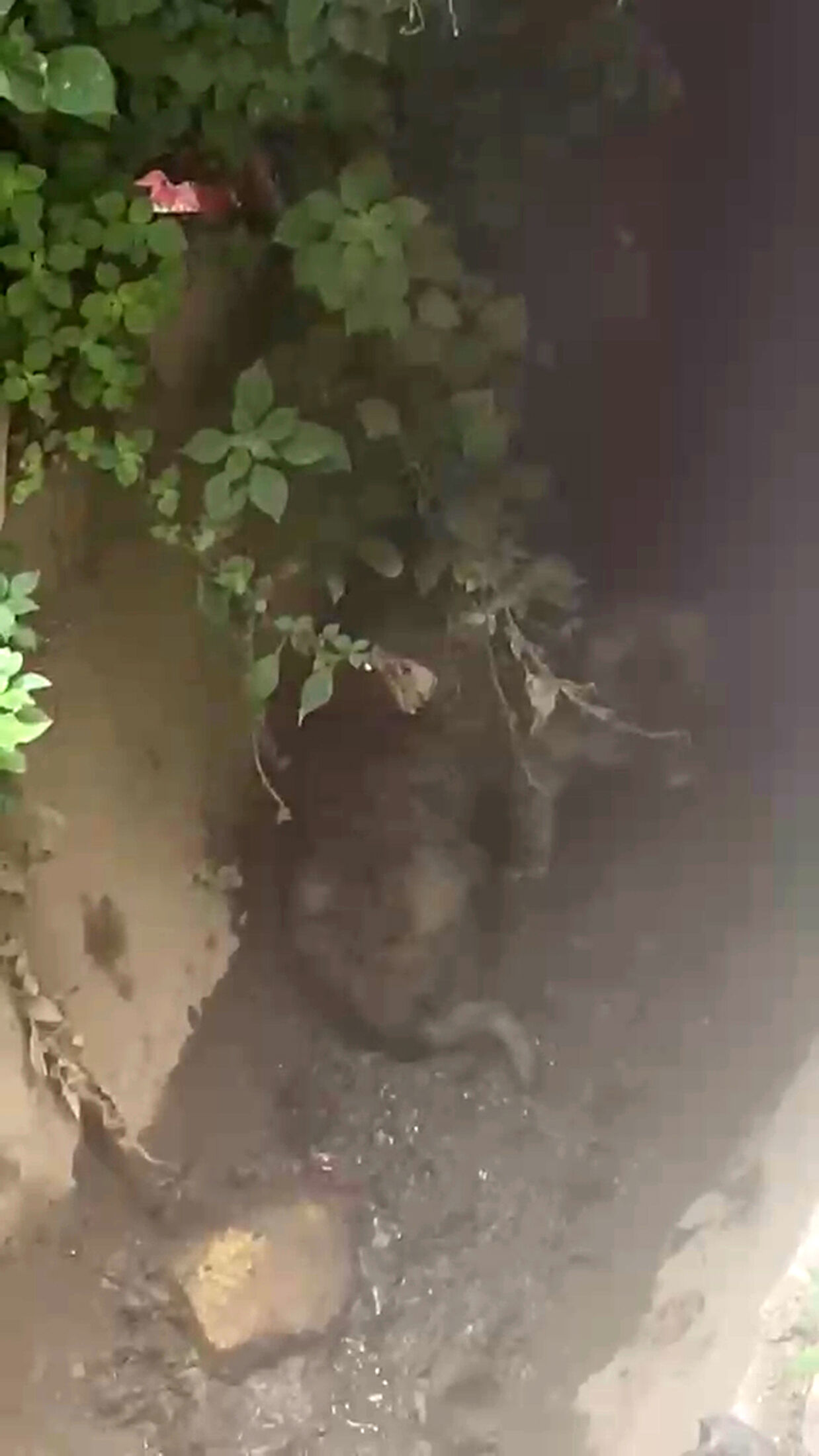 köpekler kurtarıldı