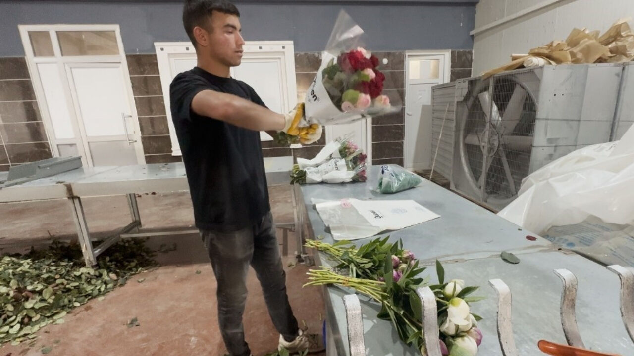 Şakayık Antalya Elmalı2
