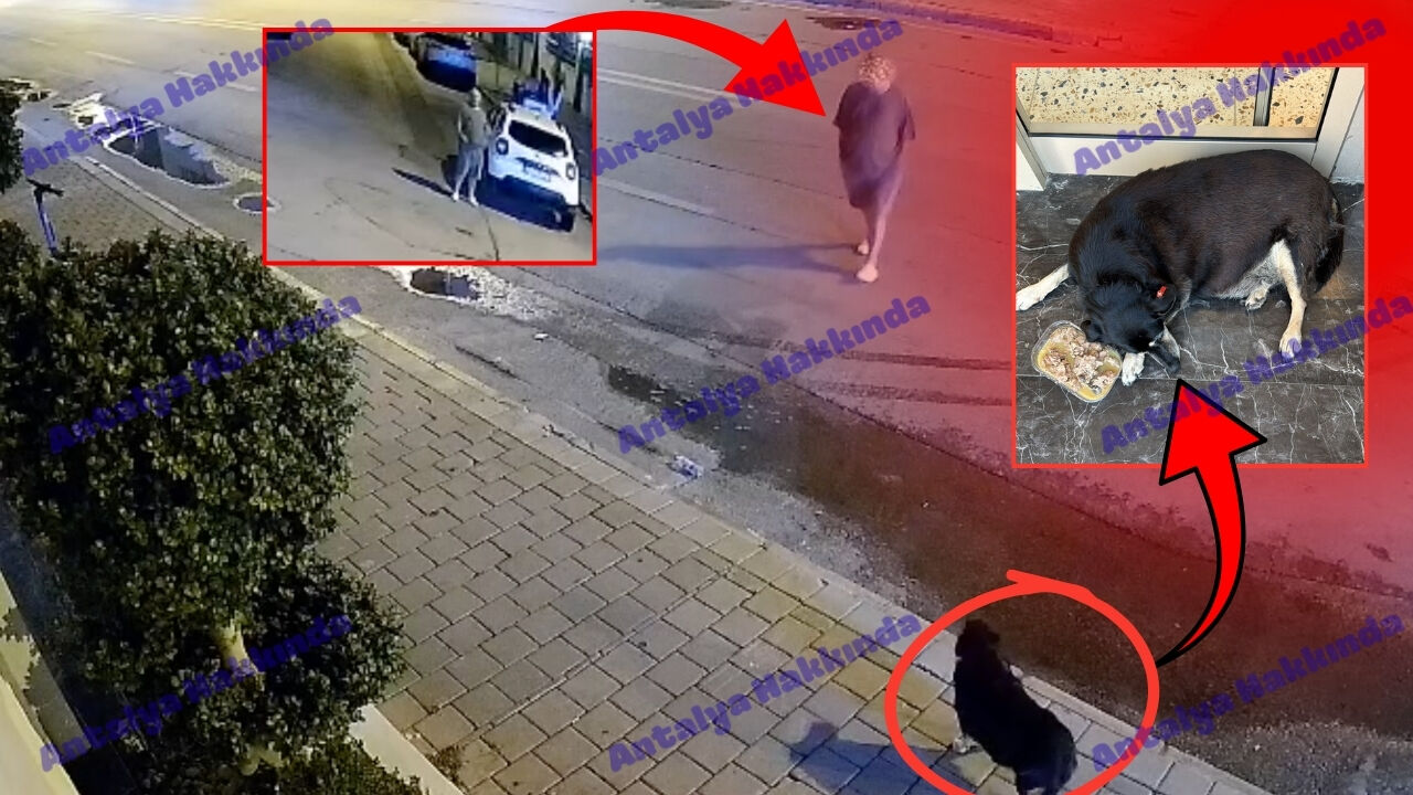 Antalya'da büyük skandal: Köpeği önce takip, sonra taciz etti!