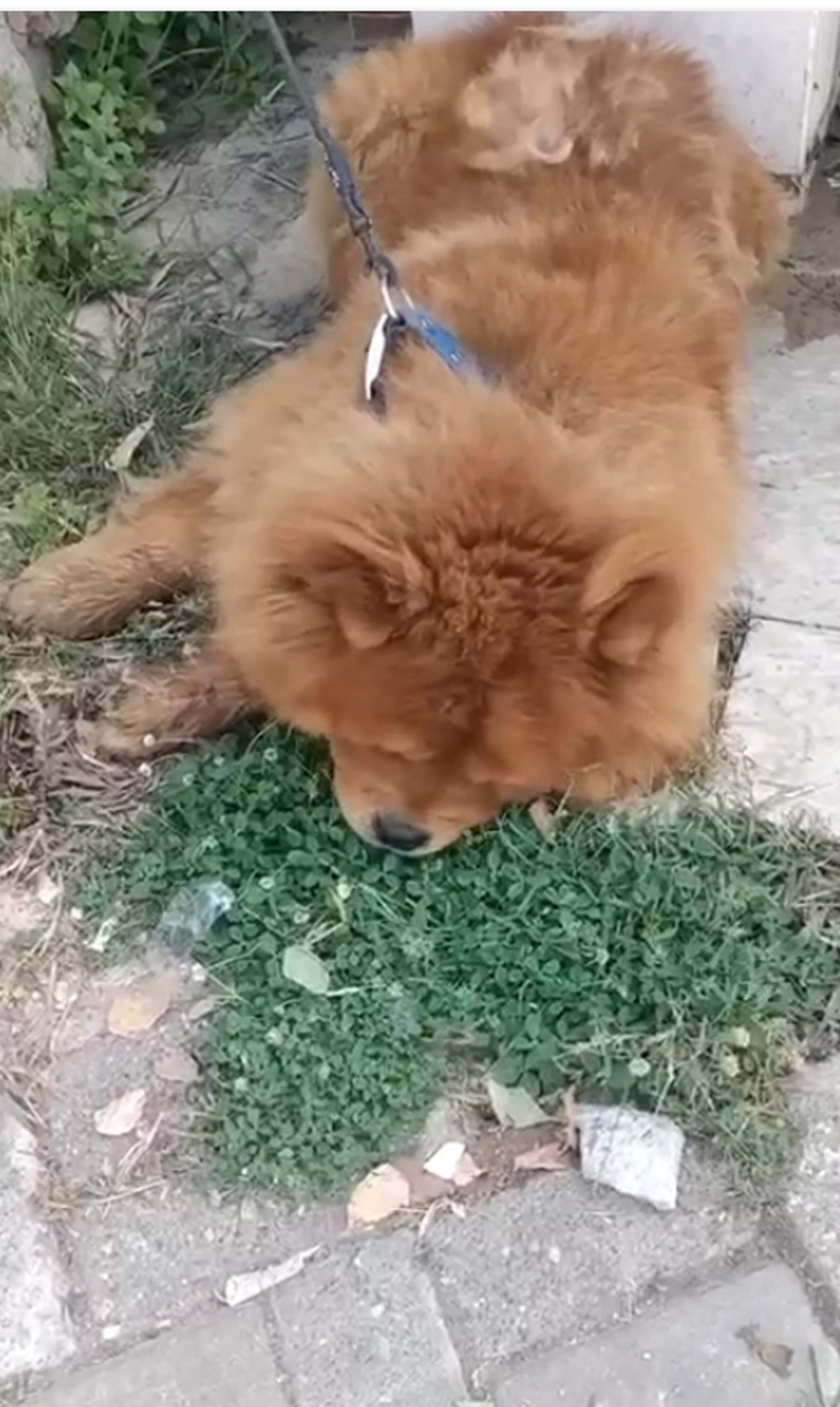 Alanya Kopek Eziyet Gozalti1