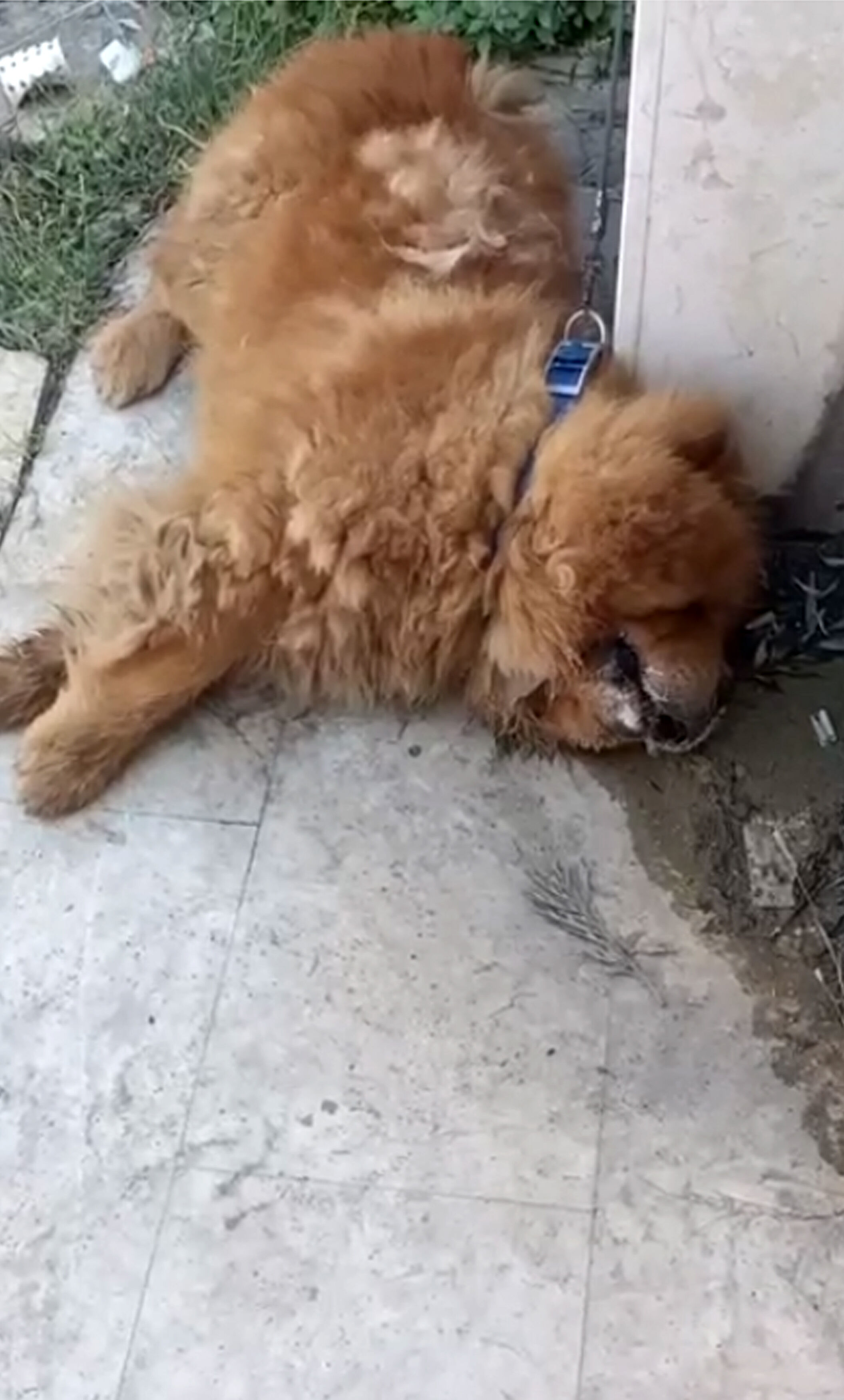 Alanya Kopek Eziyet Gozalti2