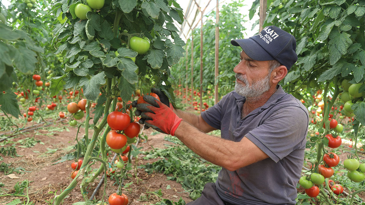 Antalya Domates Hasadi1
