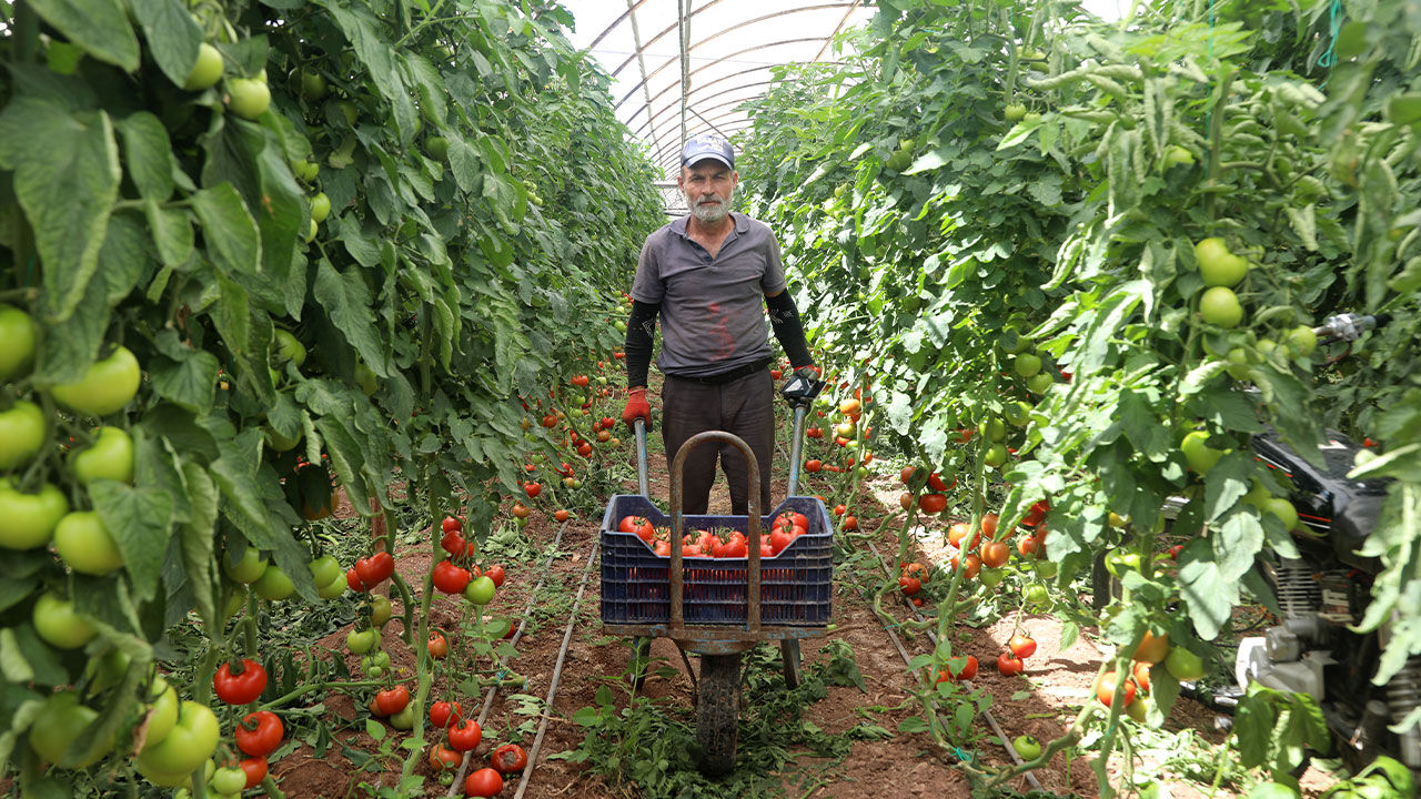 Antalya Domates Hasadi2