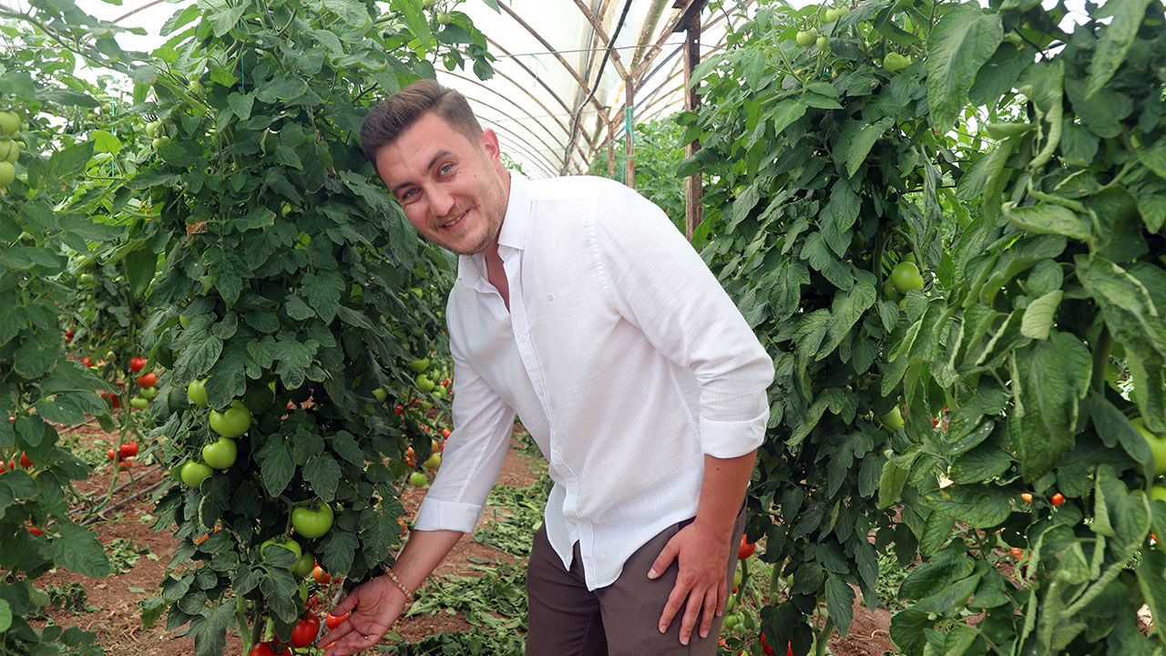 Antalya Domates Hasadi4