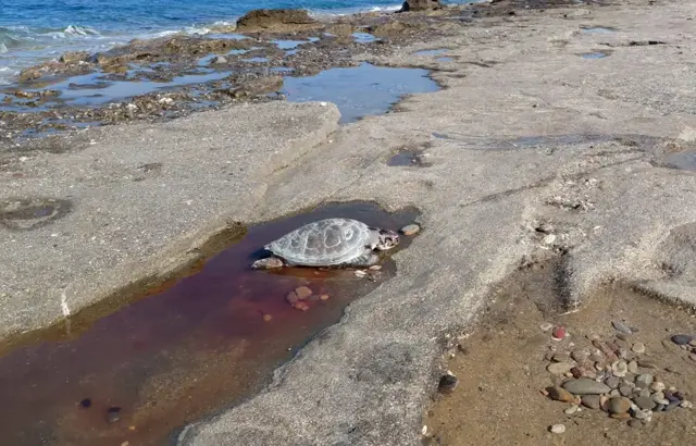 Caretta Caretta Olu Bulundu Antalya1.Jpg