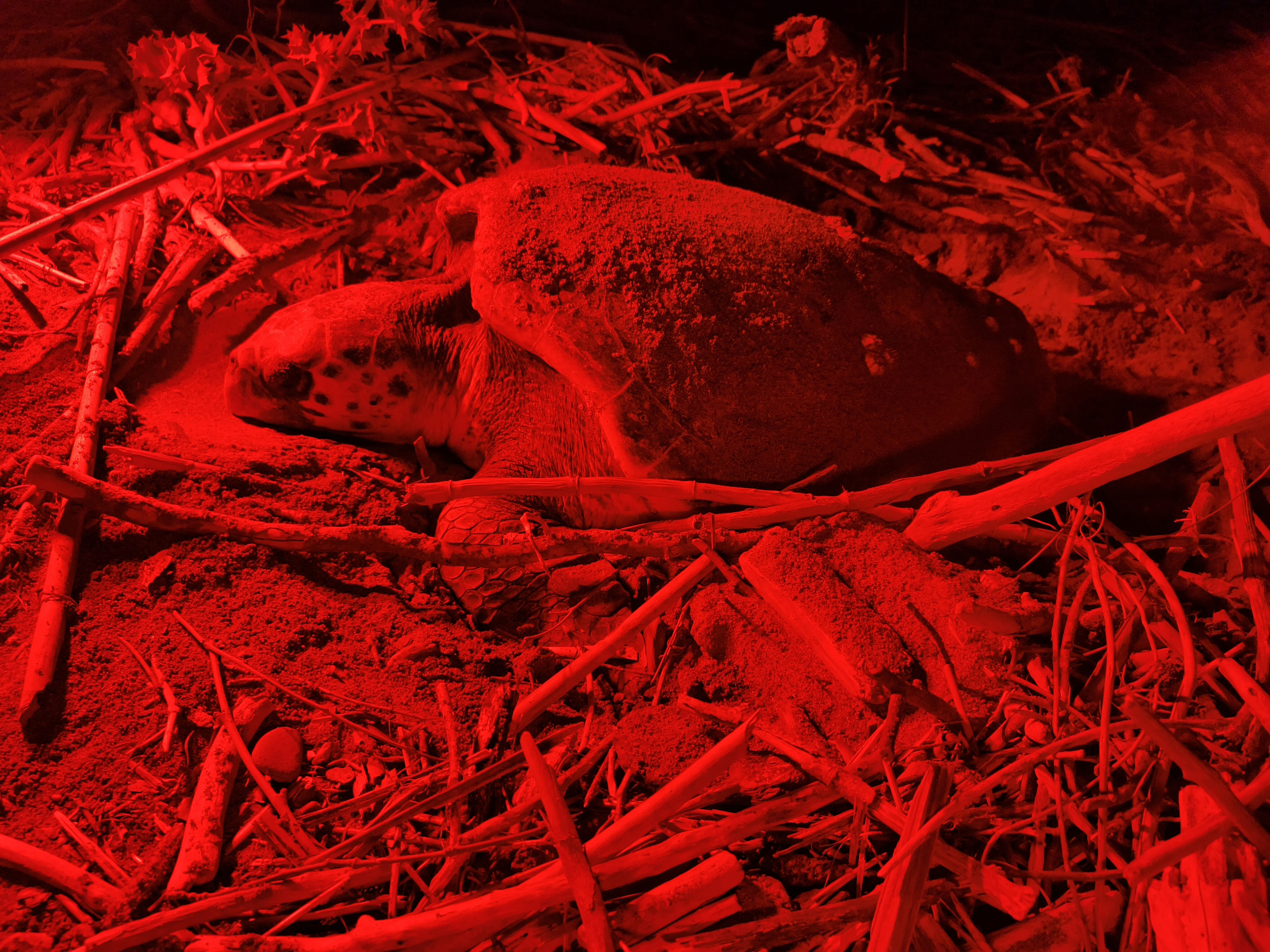 Caretta Caretta Yuvalari Artti Antalya5