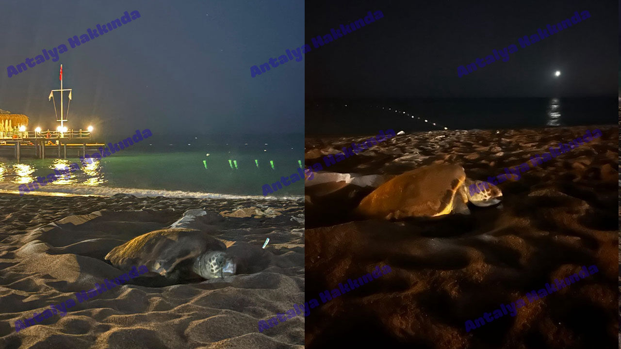 Kundu Caretta Caretta Yuva3