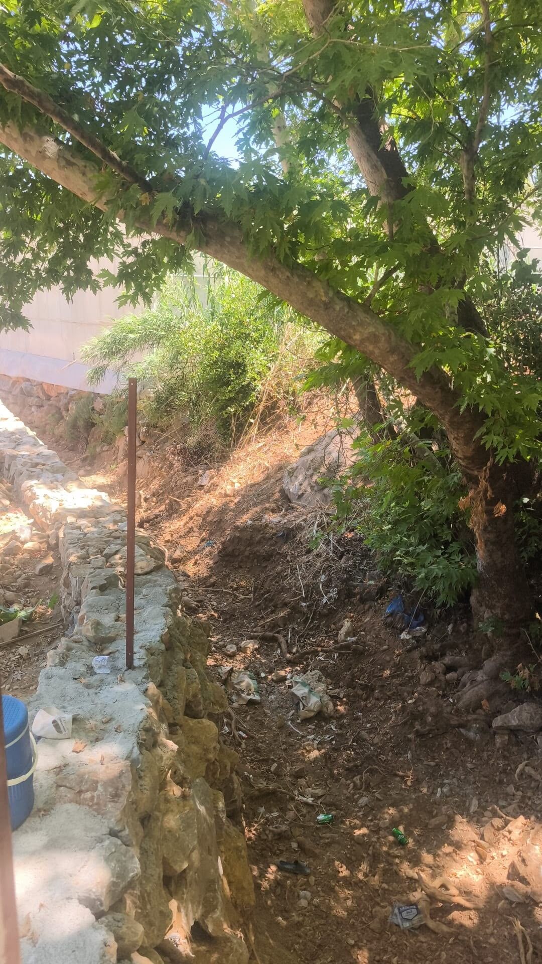 Macar Mahallesi Gazipasa Antalya Agac Asili Bulundu.2