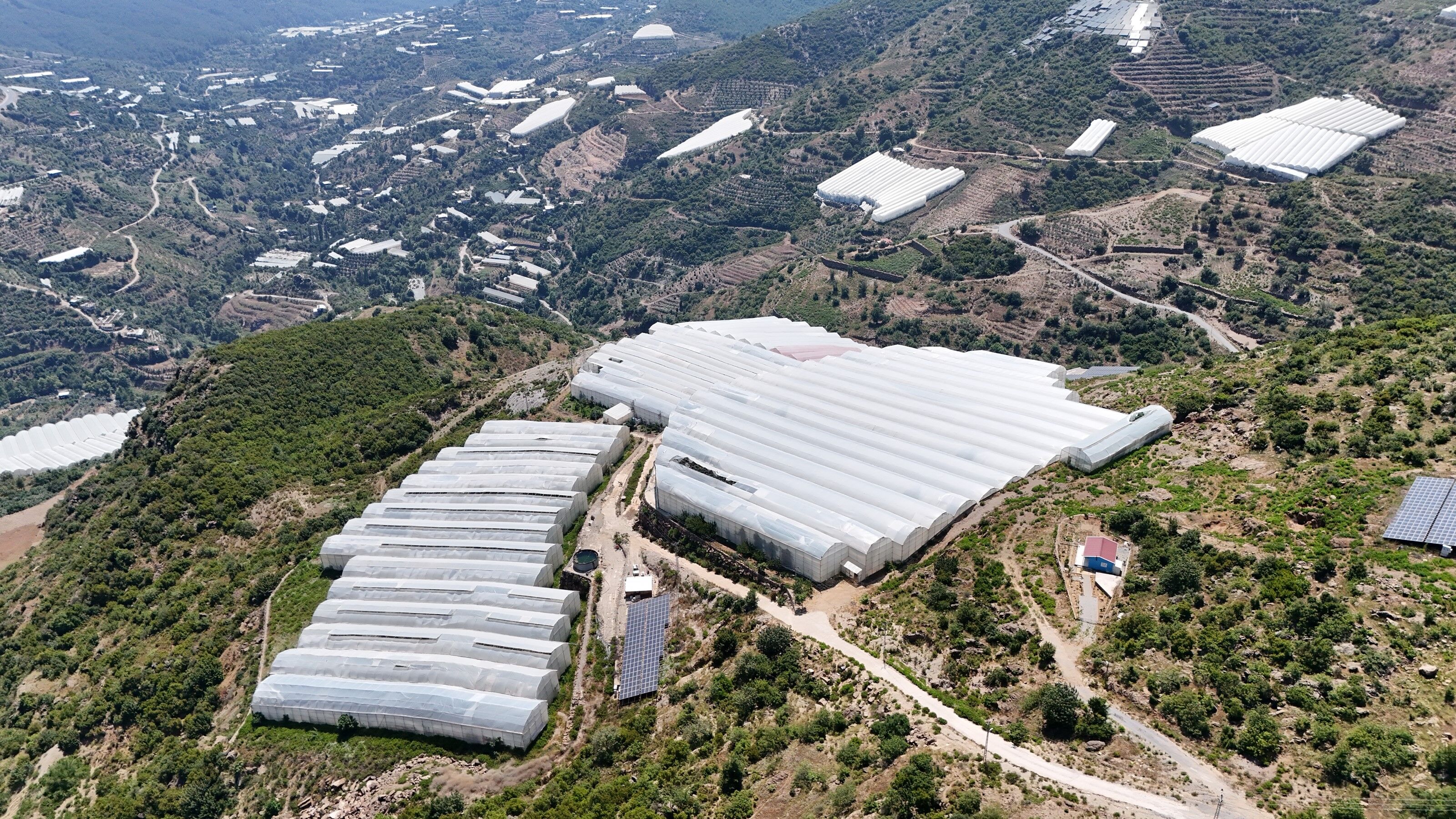 Muz Sera Pazar Fiyat Farki Antalya3