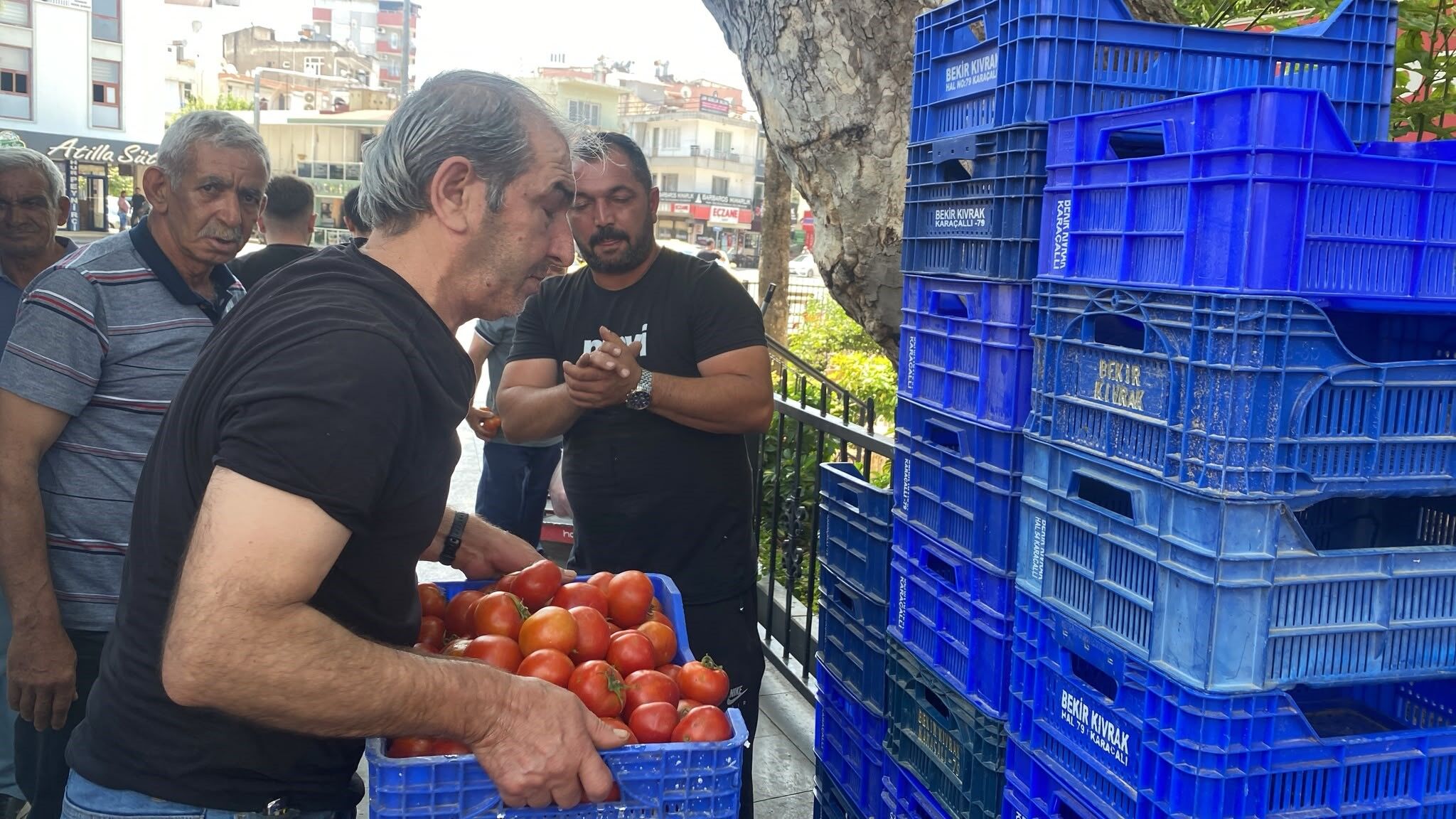 Serik 4 Ton Domates Ucretsiz Dagitti1