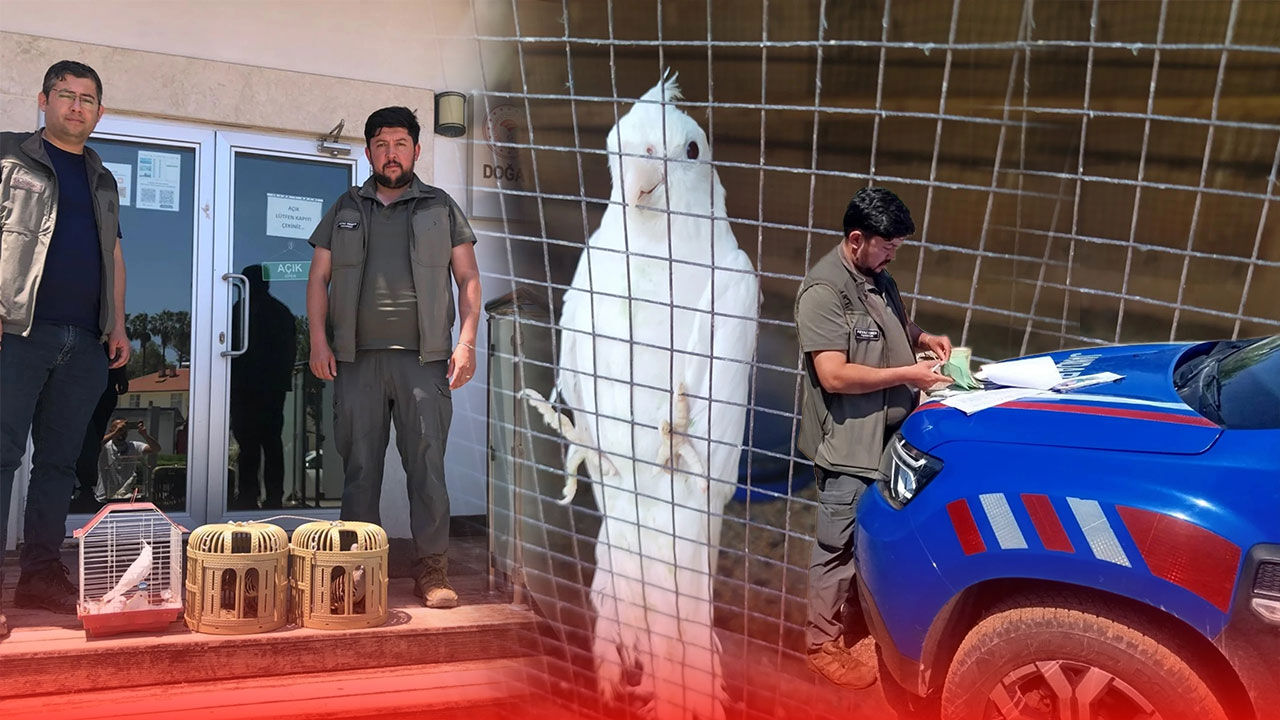 Antalya'da kafesteki keklik ve papağanlara el konuldu: Yasal süreç başlatıldı