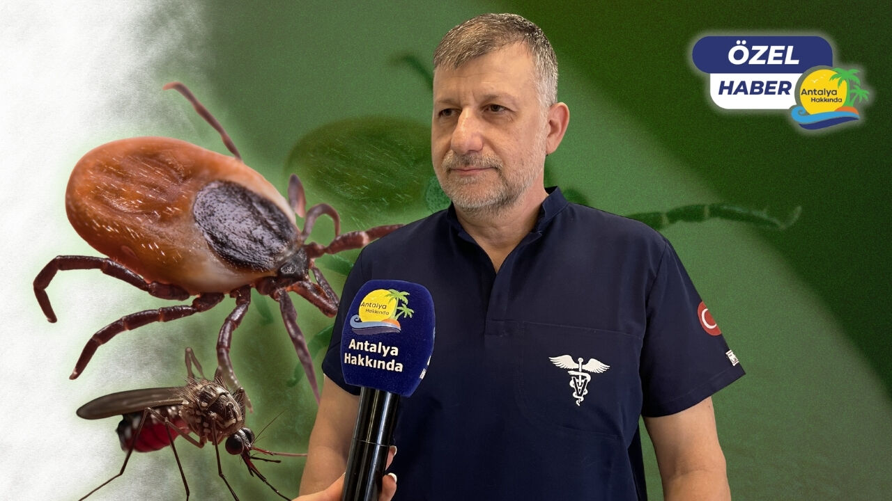 Antalya'da kene ve sivrisinek alarmı! "Artık çok geç, uçtuktan sonra işe yaramıyor!"