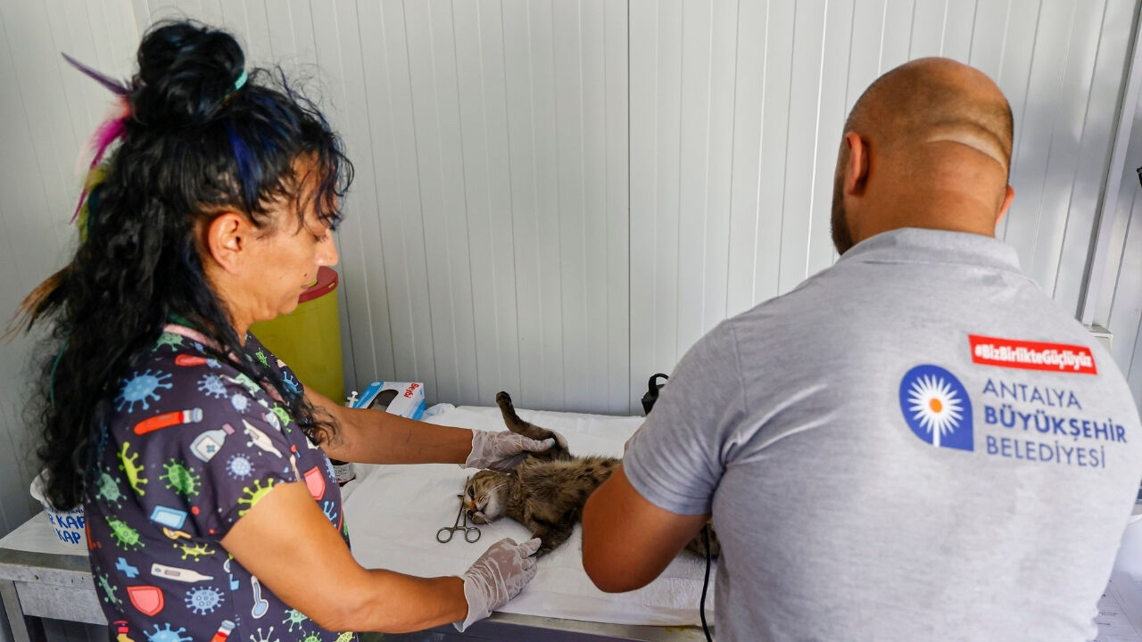 Günlük Ortalama 20 Ile 25 Kedi Kısırlaştırılacak-2