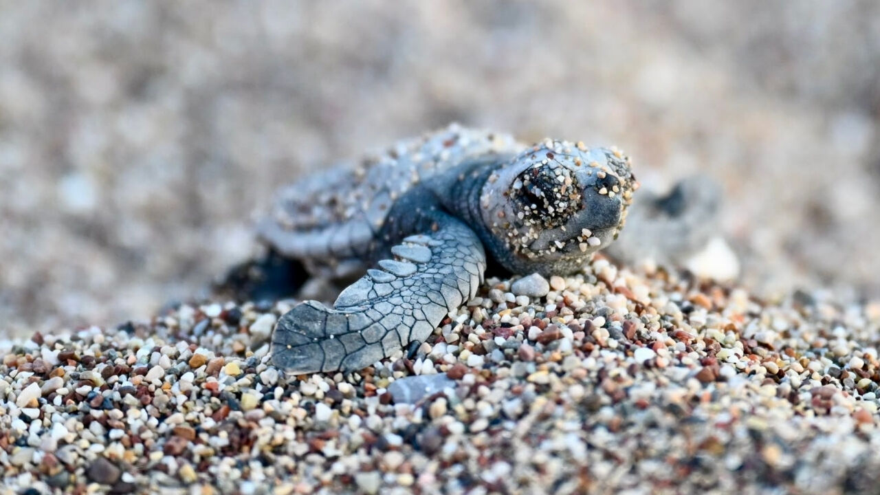 Caretta1
