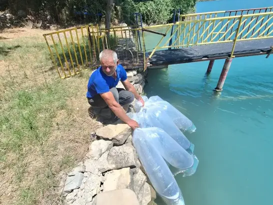 400 Bin Yavru Balık Suya Bırakıldı.jpg