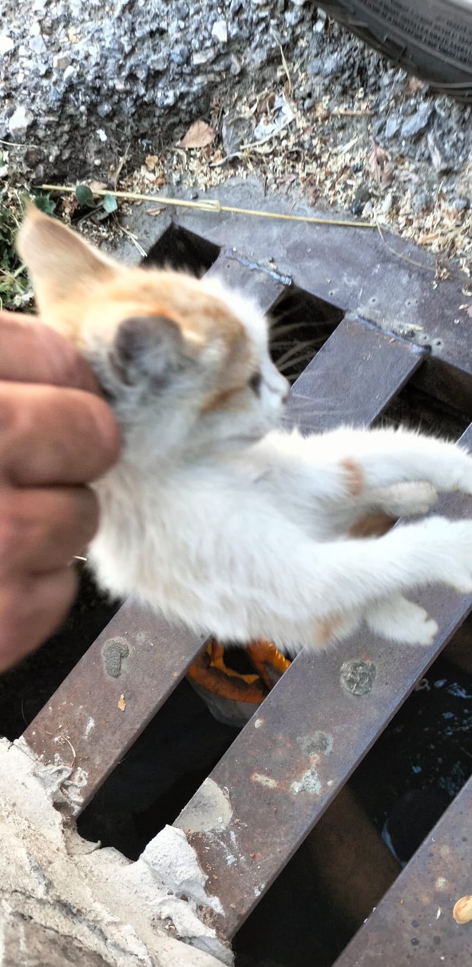 Alanya Kanalizasyon Antalya Kedi Kurtarildi2