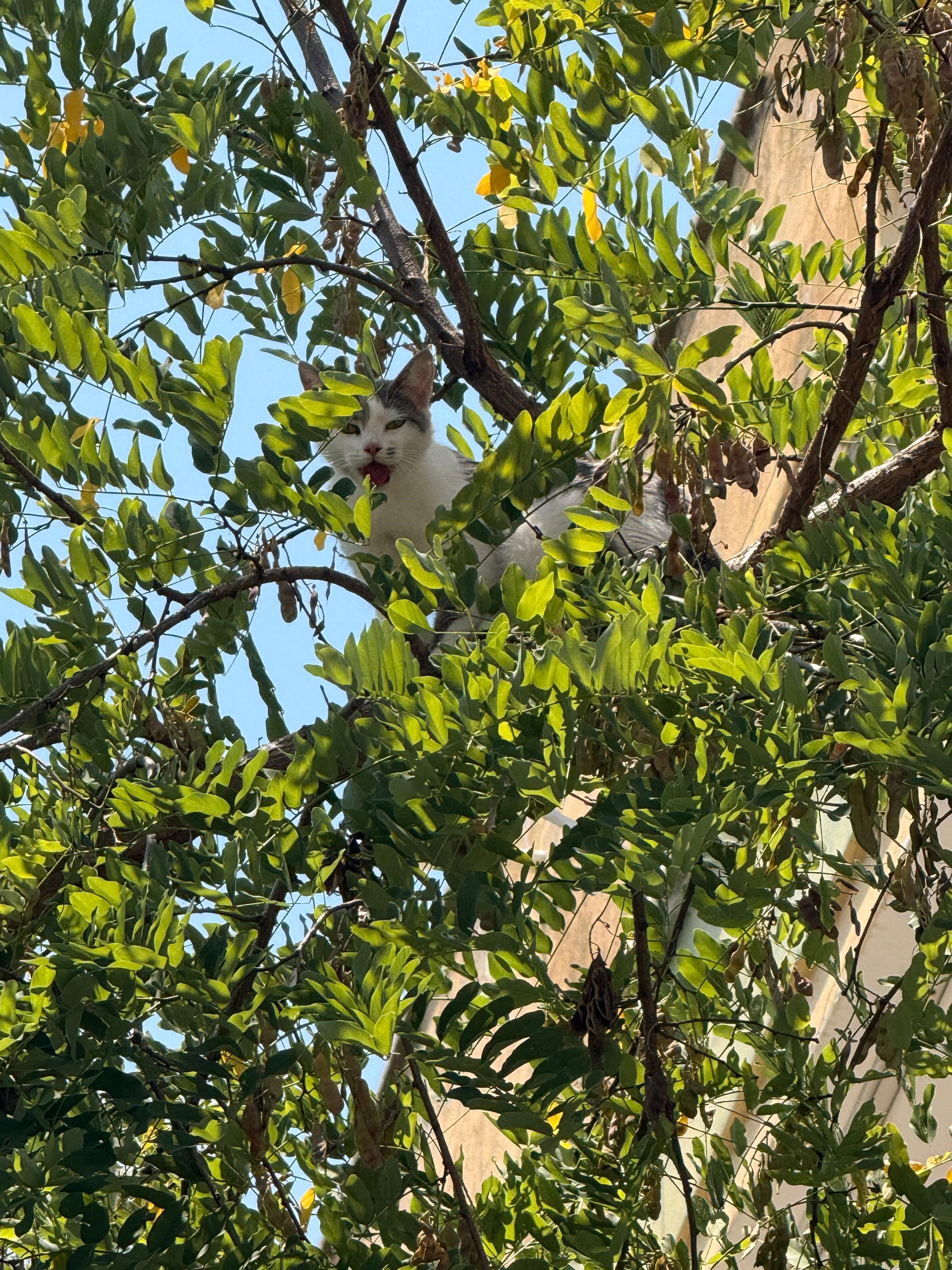 Alanya Sekerhane Kedi Kurtarildi.21