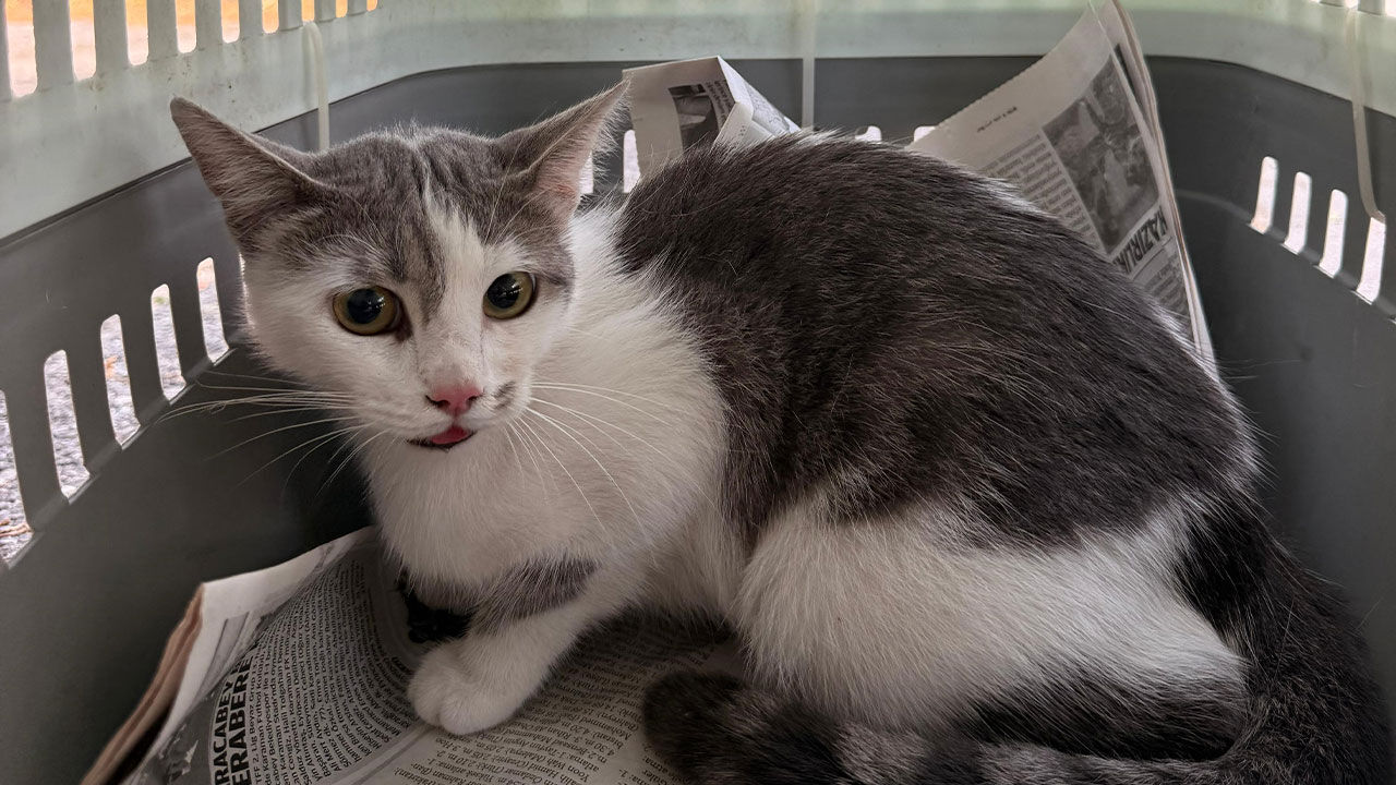 Alanya Sekerhane Kedi Kurtarildi.5
