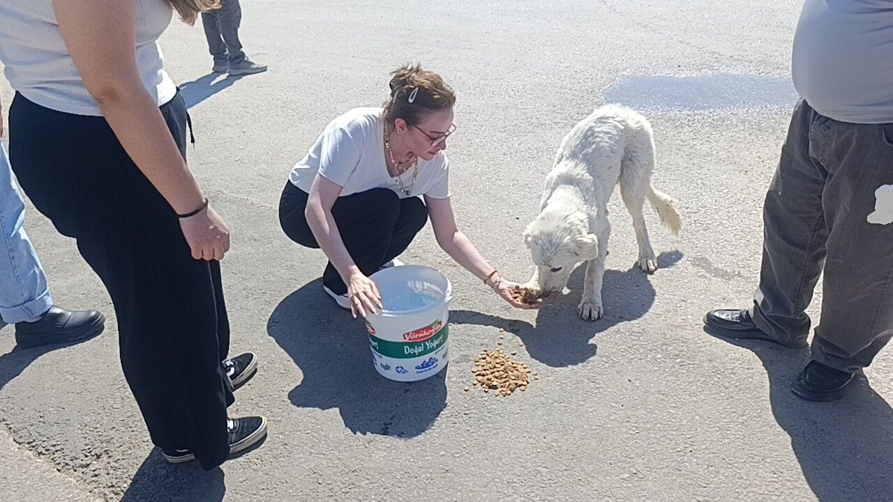 Antalya Kopek Kurtarild2